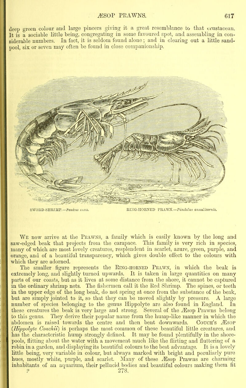 deep greeu colour and large pincers givinsr it a great resemblance to that crustacean. It is a sociable little being, congregating in some favoured spot, and assembling in con- siderable numbers. In fact, it is seldom found alone; and in clearing out a little sand- pool, six or seven may often be found in close companionship. We now arrive at the Prawns, a family which is easily known by the long and saw-edged beak that projects from the carapace. This family is very rich in species, many of which are most lovely creatures, resplendent in scarlet, azure, green, purple, and orange, and of a beautiful transparency, which gives double effect to the colours with which they are adorned. The smaller figure represents the Eing-horned Prawn, in which the beak is extremely long, and slightly turned upwards. It is taken in large quantities on many parts of our coasts, but as it lives at some distance from the shore, it cannot be captured in the ordinary shrimp nets. The fishermen call it the Eed Shrimp. The spines, or teeth in the upper edge of the long beak, do not spring at once from the substance of the beak, but are simply jointed to it, so that they can be moved slightly by pressure. A large number of species belonging to the genus Hippolyte are also found in England. In these creatures the beak is very large and strong. Several of the ^sop Prawns belong to this genus. They derive their popular name from the hump-like manner in which the abdomen is raised towards the centre and then bent downwards. Couch's ^sop {Hippolyte Goachii) is perhaps the most common of these beautiful little creatures, and has the characteristic hump strongly defined. It may be found plentifully in the shore- pools, flitting about the water with a movement much like the flirting and fluttering of a robin in a garden, and displaying its beautiful colours to the best advantage. It is a lovely little being, very variable in colour, but always marked with bright and peculiarly pure hues, mostly white, pxirple, and scarlet. ]Many of these iEsop Prawns are charming inhabitants of an aquarium, their pellucid bodies and beautiful colours making tliem fit