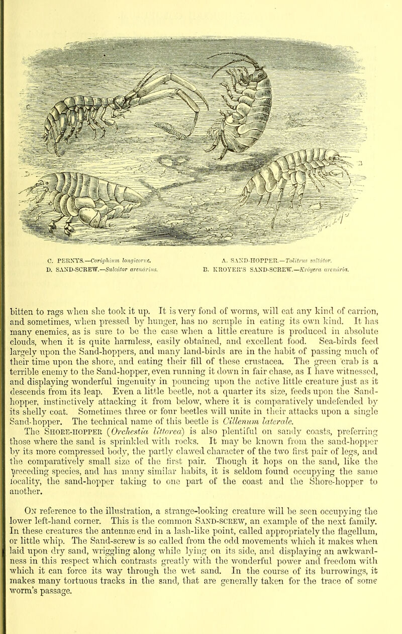 C. PERSYS.—Corophium longkorv.c D. SAND-SCREW.—SuJcd^or anndritis. A. SAXD-nOPPKU. —roi;(/-»s mllalor. E. KROYEPv'S SAND-SCREW.—A')(i:/cra arowrla,. bitten to rags when she took it up. It is very fond of worms, will eat any kind of carrion, and sometimes, wdien pressed by hunger, has no scruple in eating its own kind. It has many enemies, as is sure to be the case when a little creature is produced in absolute clouds, when it is quite harmless, easily obtained, and excellent food. Sea-birds feed largely i^pon the Sand-hoppers, and many land-birds are in the habit of passing much of their time upon the shore, and eating their fill of these Crustacea. The green crab is a terrible enemy to the Sand-hopper, even running it down in fair chase, as I have witnessed, and displaying Avonderful ingenuity in pouncing upon the active little creature jiist as it descends from its leap. Even a little beetle, not a quarter its size, feeds upon the Sand- hopper, instinctively attacking it from below, where it is comparatively undefended by its shelly coat. Sometimes three or four beetles will unite in their attacks upon a single Sand-hopper. The technical name of tiiis beetle is Gillenum lateralc. The Shore-iiopper {OrcJicfifA'a Uftorea) is also plentiful on sandy coasts, preferring those where the sand is sprinkled with rocks. It may be known from the sand-hopper by its more compressed body, the partly clawed character of the two first pair of legs, and the comparatively small size of the first pair. Though it hops on the sand, like the ■ftreceding .species, and has many similar habits, it is seldom found occupying the same locality, the sand-hopper taking to one part of the coast and the Shore-hopper to another. Ox reference to the illustration, a strange-looking creature Avill be seen occupying the lower left-hand corner. This is tlie common Sand-screw, an example of the next family. In these creatures the anteuncc end in a lash-like point, called appropriately the llagellum, or little whip. The Sand-screw is so called from the odd movements which it makes when laid upon dry sand, wriggling along while lying on its side, and displaying an awkward- ness in this respect which contrasts greatly with the wonderful power and freedom with which it can force its way through the wet sand. In the course of its burrowing.?, it makes many tortuous tracks in the sand, that are generally taken for the trace of some worm's passage.