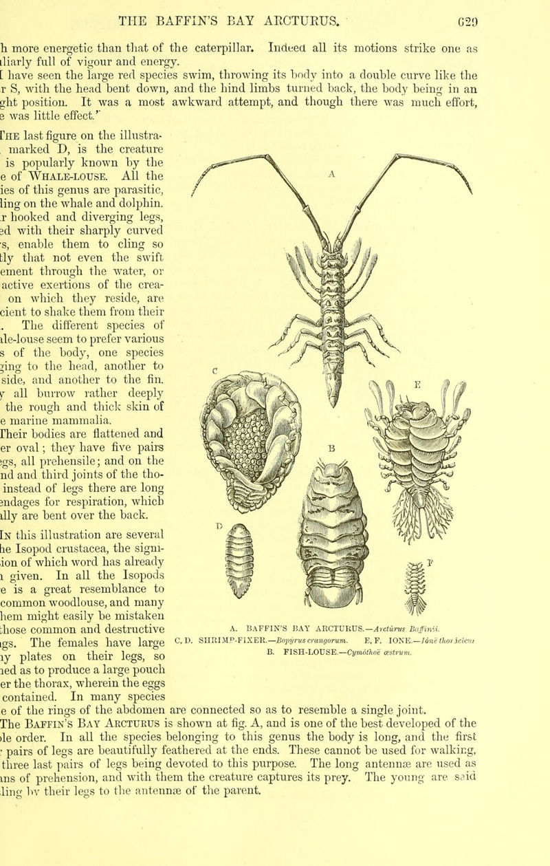 THE BAFFIN'S BAY AECTURUS. C29 h more energetic than tliat of the caterpillar. Indeed all its motions strike one as iliarly full of vigour and energy. [ have seen the large red species swim, throwing its hndy into a double curve like the r S, with the head bent down, and the hind limbs turned back, the body being in an gilt position. It was a most awkward attempt, and though there was much effort, e was little effect.'' Che last figure on the illustra- marked D, is the creature is popularly known by the e of Whale-louse. All the ies of this genus are parasitic, ling on the whale and dolphin. T hooked and diverging legs, 3d with their sharply curved 'S, enable them to cling so tly that not even the swift ement through the water, or active exertions of the crea- on which they reside, are cient to shake them from their The different species of ile-louse seem to prefer various s of the body, one species ling to the head, another to side, and another to the fin. Y all burrow rather deeply the rough and thiclc skin of e marine mammalia, rheir bodies are flattened and er oval; they have five pairs ;gs, all prehensile; and on the nd and third joints of the tho- instead of legs there are long jndages for respiration, which lUy are bent over the back. In this illustration are several lie Isopod Crustacea, the signi- ion of which word has already 1 given. In all the Isopods e is a great resemblance to common woodlouse, and many hem might easily be mistaken those common and destructive igs. The females have large ly plates on their legs, so led as to produce a large pouch er the thorax, wherein the eggs contained. In many species e of the rings of the abdomen are connected so as to resemble a single joint. The Baffin's Bay Arcturus is shown at fig. A, and is one of the best developed of the )le order. In all the species belonging to this genus the body is long, and the first • pairs of legs are beautifully feathered at the ends. These cannot be used for walking, three last pairs of legs being devoted to this purpose. The long antennaj are used as ms of prehension, and with them the creature captures its prey. The young are said ling liv their legs to the antennae of the parent. A. B.\FFIN'S BAY ABCTURUS.—^rcfiin/j Buffinii. CD. SHRIMP-FIXER.—Bo2J2/r«scra)i£)oriim. E, F. lONE.—/awe Hio/icicKf B. FISH-LOUSE.—C2/m()(;ioe ceatrvm.