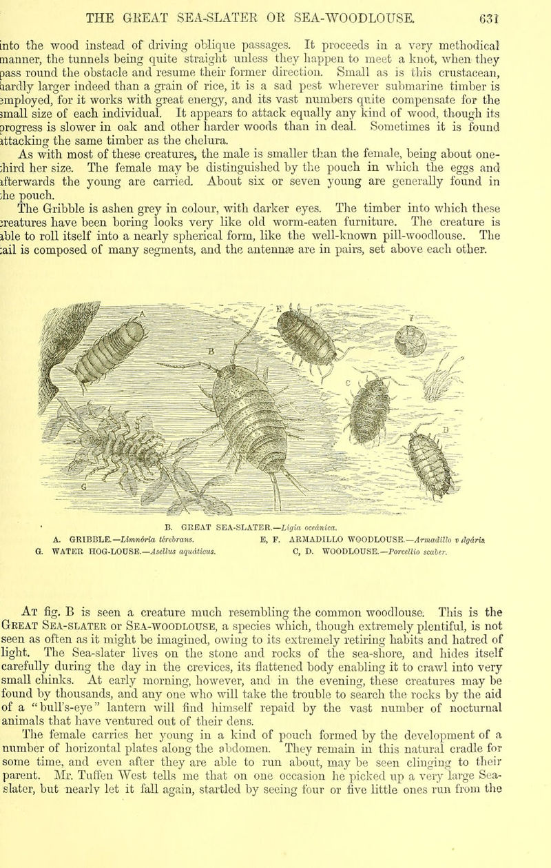 THE GHEAT SEA-SLATER OR SEA-WOODLOUSE. 6Sl into the wood instead of driving oblique passages. It proceeds in a very metliodical manner, the tunnels being quite straight unless they happen to meet a knot, when' they pass round the obstacle and resume their former direction. Small as is this crustacean, tiardly larger indeed than a grain of rice, it is a sad pest wherever submarine timber is employed, for it works with great energy, and its vast numbers quite compensate for the small size of each individual. It appears to attack equally any kind of wood, though its progress is slower in oak and other harder woods than in deal. Sometimes it is found attacking the same timber as the chelura. As with most of these creatures, the male is smaller than the female, being about one- ;hird her size. The female may be distinguished by the pouch in which the eggs and ifterwards the young are carried. About six or seven young are generally found in ;he pouch. The Gribble is ashen grey in colour, with darker eyes. The timber into which these jreatures have been boring looks very like old worm-eaten furniture. The creature is ible to roll itself into a nearly spherical form, like the well-known pill-woodlouse. The ;ail is composed of many segments, and the antennse are in pairs, set above each other. B. GREAT SEA-SLATER.—Ligia ocednica. A. GIIIBB1.E.—Limn6rw,tirebrans. B, F. ARMADILLO WOODLOUSE.—vlrmadO^o t)/Jjdria G. WATER HOG-LOUSE.—JseJjTO aquatious. C, D. WOODLOUSB.—PorceZHo scaber. At fig. B is seen a creature much resembling the common woodlouse. This is the Great Sea-slatek or Sea-woodlouse, a species which, though extremely plentiful, is not seen as often as it might be imagined, owing to its extremely retiring habits and hatred of light. The Sea-slater lives on the stone and rocks of the sea-shore, and hides itself carefully during the day in the crevices, its flattened body enabling it to crawl into very small chinks. At early morning, however, and in the evening, these creatures may be found by thousands, and any one who will take the trouble to search the rocks by the aid of a bull's-eye lantern will find himself repaid by the vast number of nocturnal animals that have ventured out of their dens. The female carries her young in a kind of pouch formed by the development of a number of horizontal plates along the abdomen. They remain in this natural cradle for some time, and even after they are able to run about, may be seen clinging to their parent. Mr. Tuffen AVest tells me that on one occasion he picked up a very large Sea- slater, but nearly let it fall again, startled by seeing four or five little ones run from the