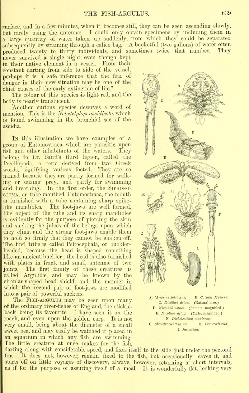 surface, and in a few minutes, when it becomes still, they can be seen ascending slowly, but rarely using the antennte. I could only obtain specimens by including them in a lai-^e quantity of water taken up suddenly, from which they could be separated subsequently by straining through a calico bag. A bucketful (two gallons) of water often produced twenty to thirty individuals, and sometimes twice that number. They never survived a single night, even though kept in their native element in a vessel. From their constant darting from side to side of the vessel, perhaps it is a safe inference that the fear of danger in their new situation may be one of the chief causes of the early extinction of life. The colour of this species is light red, and the body is nearly translucent. Another curious species deserves a word of mention. This is the Notodelphys asddicola, which is foimd swimming in the bronchial sac of the ascidia. In this illustration we have examples of a group of Eutomostraca which are parasitic upon fish and other inhabitants of the waters. They belong to Dr. Baird's third legion, called the Poecilopoda, a term derived from two Greek words, signifying various - footed. They are so named because they are partly formed for walli- ing or seizing prey, and partly for swimming and breathing. In the first order, the SlPHONO- •STOMA, or tube-mouthed Eutomostraca, the mouth is furnished with a tube containing sharp spike- like mandibles. The foot-jaws are well formed, rbe object of the tube and its shar|3 mandibles is evidently for the purpose of piercing the skin and sucking the juices of the beings upon which they cling, and the strong foot-jaws enable them to hold so firmly that they cannot be shaken off. The first tribe is called Peltocephala, or buckler- headed, because the head is shaped something like an ancient buckler; the head is also furnished with plates in front, and small antennaa of two joints. The first family of these creatures is called Argulidae, and may be known by the circular shaped head shield, and the manner in which the second pair of foot-jaws are modified into a pair of powerful suckers. The FlSH-ARGULUS may be seen upon many of the ordinary river-fishes of England, the stickle- back being its favourite. I have seen it on the roach, and even upon the golden carp. It is not very small, being about the diameter of a small sweet pea, and may easily be watched if placed in an aquarium in which any fish are swimming. The Little creature at once makes for the fish, darting along with considerable speed, and fixes itself to the side just under the pectoral fins. It does not, however, remain fixed to the fish, but occasionally leaves it, and starts off on little voyages of discovery, always, however, returning at short intervals, as if for the purpose of assuring itself of a meal. It is wonderfully flat, looking very A.- 'Argulus foUdcevs. B. Caucus Mi'Ueri, C. NicotJwe dstaci. (Natural size.) D. Nicotlio'd dstaci. (Female, magnified.) E. Nicothoe dstaci. (Male, magnified.) F. Dichelestium sturioriis. G. Chondracanthus zci. H. Lcrnceodiscus. I. Jacculiaa.