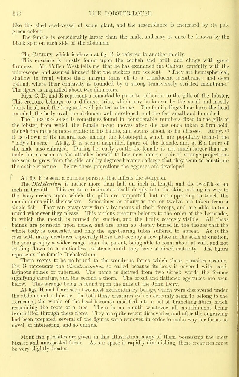 like the shed seed-vessel of some plant, and the resemblauce is increased by its palo green colour. The female is considerably larger than the male, and may at once be Icnown by the black spot on each side of the abdomen. The Caligus, which is shown at fig. B, is referred to another family. This creature is mostly found upon the codfish and brill, and clings with great firmness. Mr. Tuffen West tells me that he has examined the Caligus carefully with the microscope, and assured himself that the suckers are present.  They are hemispherical, shallow in front, where their margin thins off to a translucent membrane ; and deep behind, where their concavity is bounded by a strong transversely striated membrane. The figure is magnified about two diameters. Figs. C, D, and E represent a remarkable parasite, adlierent to the gills of the lobster. This creature belongs to a different tribe, which may be known by the small and mostly blunt head, and the long and well-jointed antennae. The family Ergasilidas have the head rounded, the body oval, the abdomen well developed, and the feet small and branched. The Lobster-louse is sometimes found in considerable numbers fixed to the gills of the lobster, from which the female never moves after she has once taken a firm hold, though the male is more erratic in his habits, and swims about as he chooses. At fig. C it is shown of its natural size among the lobster-gills, which are popularly termed the  lady's fingers. At fig. I) is seen a magnified figure of the female, and at E a figure of the male, also enlarged. During her early youth, the female is not much larger than the male, but as soon as she attaches herself to her new home, a pair of strange projections are seen to grow from the side, and by degrees become so large that they seem to constitute the entire creature. Below these projections the egg-sacs are developed. At fig. r is seen a curious parasite that infests the sturgeon. The Dichelestium is rather more than half an inch in length and the twelfth of an inch in breadth. This creature insinuates itself deeply into the skin, making its way to the bony arches upon which the gills are supported, but not appearing to tovrch the membranous gills themselves. Sometimes as many as ten or twelve are taken from a single fish. They can grasp very firmly by means of their forceps, and are able to turn round whenever they please. This curious creature belongs to the order of the Lerneadse, in which the mouth is formed for suction, and the limbs scarcely visible. All these beings are parasitic upon fishes, and are often so deeply buried in the tissues that the whole body is concealed and only the egg-bearing tubes suffered to appear. As is the case with many creatures, especially those that occupy a low place in the scale of creation, the young enjoy a wider range than the parent, being able to roam about at will, and not settling down to a motionless existence until they have attained maturity. The figure represents the female Dichelestium. There seems to be no bound to the wondrous forms which these parasites assume. Fig. G represents the Chondracanthus, so called because its body is covered with carti- laginous spines or tubercles. The name is derived from two Greek words, the former signifying cartilage, and the second a thorn. The broad and flattened egg-tubes are seen below. This strange bemg is found upon the gills of the John Dory. At figs. H and I are seen two most extraordinary beings, which were discovered under the abdomen of a lobster. In both these creatures (which certainly seem to belong to the Lerneans), the whole of the head becomes modified into a set of branching fibres, much resembling the roots of a tree. There is no mouth whatever, all nourishment being transmitted through these fibres. They are quite recent discoveries, and after the engraving had been prepared, several of the figm-es were removed in order to make way for forms so novel, so interesting, and so unique. I^IORE fish parasites are given in this illustration, many of them possessing the most bizarre and unexpected forms. As our space is rapidly diminishing, these creatures muf;r; be very slightly treated.