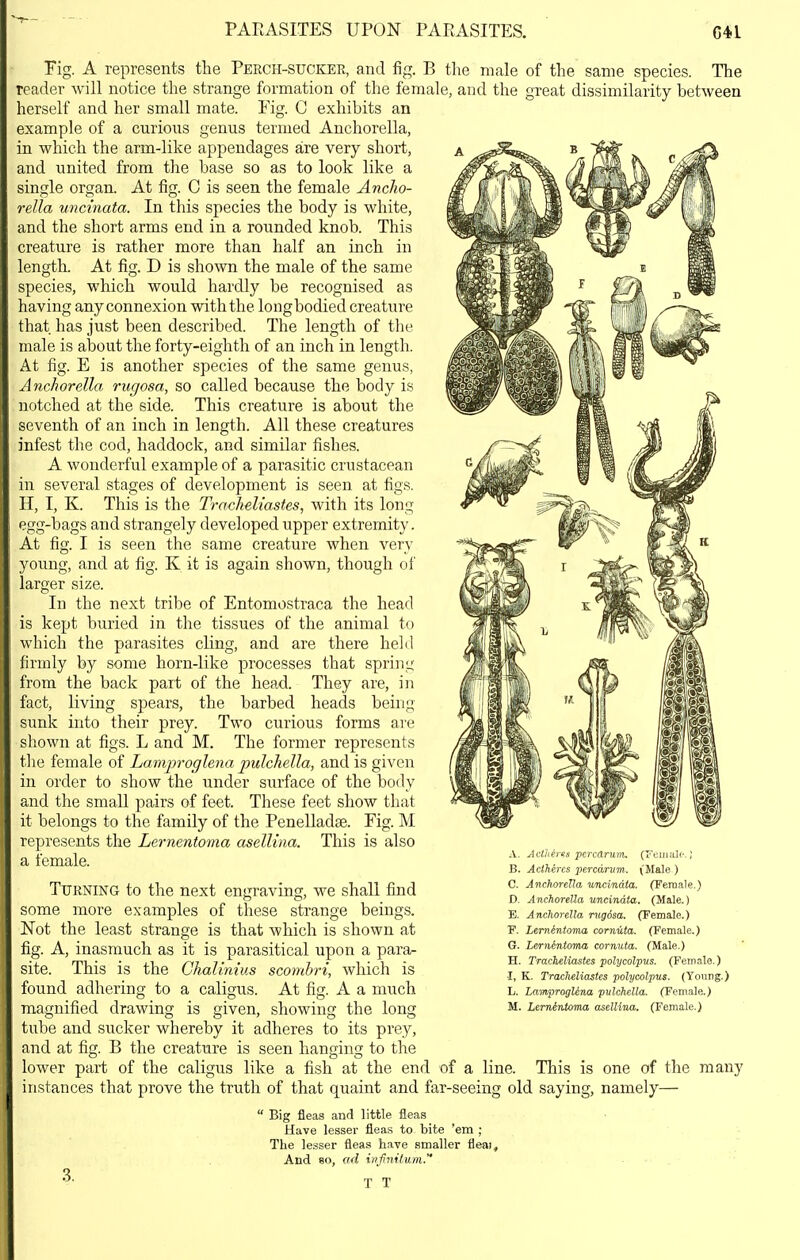 PARASITES UPON PAEASITES. G41 rig. A represents the Peech-suckee, and fig. B the reader will notice the strange formation of the female, an herself and her small mate. Fig. C exhibits an example of a curious genus termed Anchorella, in which the arm-like appendages are very short, and united from the base so as to look like a single organ. At fig. C is seen the female Ancho- rella uncinata. In this species the body is white, and the short arms end in a rounded knob. This creature is rather more than half an inch in length. At fig. D is shown the male of the same species, which would hardly be recognised as having any connexion with the long bodied creature that has just been described. The length of the male is about the forty-eighth of an inch in length. At fig. E is another species of the same genus, Anchorella rugosa, so called because the body is notched at the side. This creature is about the seventh of an inch in length. All these creatures infest the cod, haddock, and similar fishes. A wonderful example of a parasitic crustacean in several stages of development is seen at figs. H, I, K. This is the Tracheliastes, with its long egg-bags and strangely developed upper extremity. At fig. I is seen the same creature when very young, and at fig. K it is again shown, though of larger size. In the next tribe of Entomostraca the head is kept buried in the tissues of the animal to which the parasites cling, and are there held firmly by some horn-like processes that spring from the back part of the head. They are, in fact, living spears, the barbed heads being sunk into their prey. Two curious forms are sliown at figs. L and M. The former represents the female of Lamj)roglena pulchella, and is given in order to show the under surface of the body and the small pairs of feet. These feet show that it belongs to the family of the Penelladae. Fig. M represents the Lernentonia aselUna. This is also a female. Turning to the next engraving, we shall find some more examples of these strange beings. Not the least strange is that which is shown at fig. A, inasmuch as it is parasitical upon a para- site. This is the Chalinius scombri, which is male of the same species. The id the great dissimilarity between found adhering to a caligus magnified At fig. A a much drawing is given, showing the long tube and sucker whereby it adheres to its prey, and at fig. B the creature is seen hanging to the lower part of the caligus like a fish at the end A. Aclhens pcrcarum. (reiiiaU-.; B. Adheres percdrvm. (Male ) C. Anclioretla uncinata. (Female.) D. Anchorella uncinata. (Male.) E. Anchorella mgdsa. (Female.) P. Lernintoma cornuta. (Female.) G. Lernintoma cornuta. (Male.) H. Tracheliastes polycolpus. (Fem.ile.) -I, K. Tracheliastes polycolpus. (Young.) L. LamprogUna •pulchella. (Female.) M. Lerninloma asellina. (Female.) of a line. This is one of the many iistances that prove the truth of that quaint and far-seeing old saying, namely—  Big fleas and little fleas Have lesser fleas to bite 'em ; The lesser fleas have smaller fleai. And so, ad itifnUum. T T