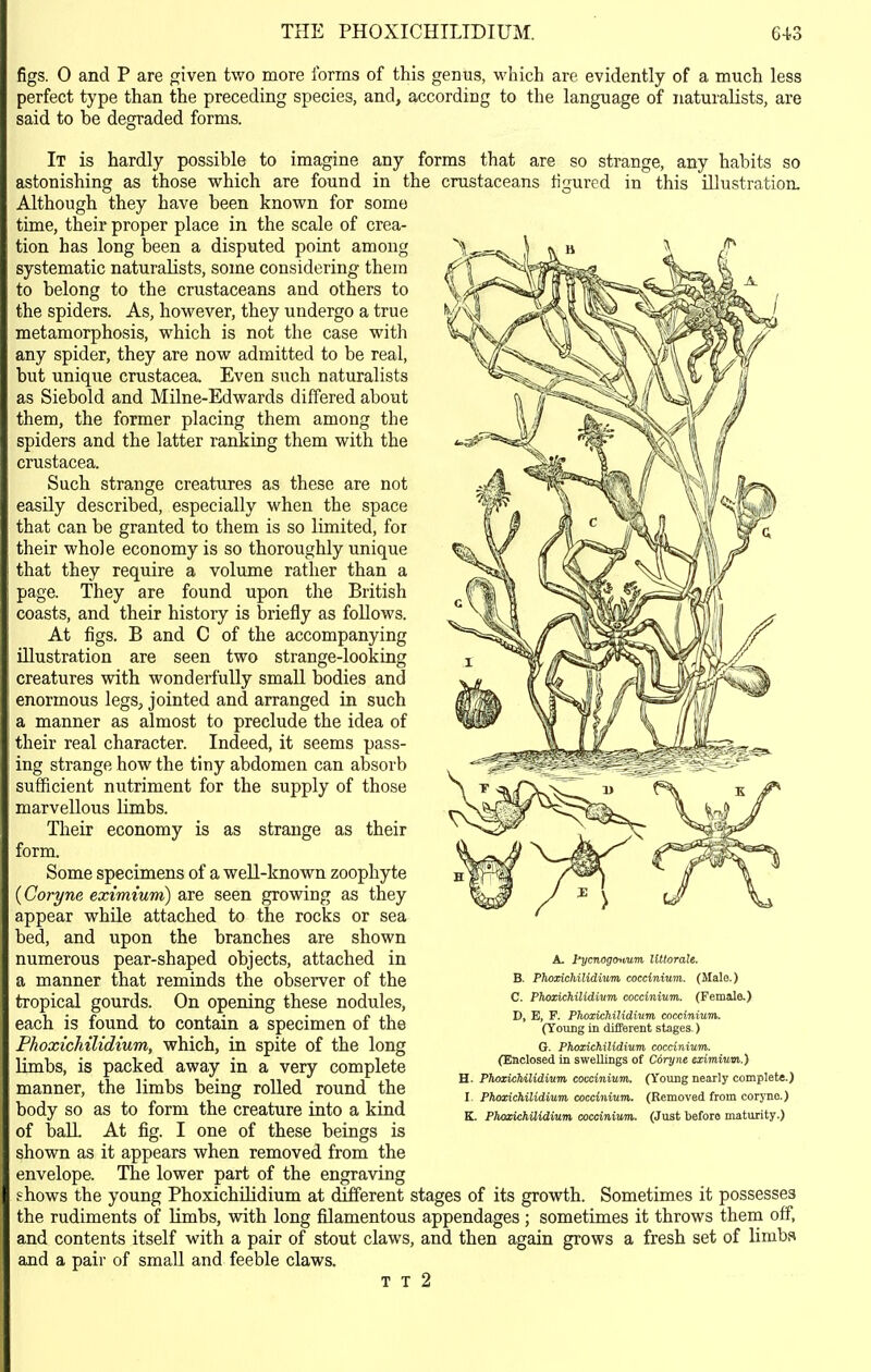 THE PHOXICHILIDIUM. 64-3 figs. 0 and P are given two more forms of this genus, which are evidently of a much less perfect type than the preceding species, and, according to the language of naturalists, are said to be degraded forms. It is hardly possible to imagine any forms that are so strange, any habits so astonishing as those which are found in the crustaceans tigured in this illustration. Although they have been known for some time, their proper place in the scale of crea- tion has long been a disputed point among systematic naturalists, some considering them to belong to the crustaceans and others to the spiders. As, however, they undergo a true metamorphosis, which is not the case with any spider, they are now admitted to be real, but unique Crustacea. Even such naturalists as Siebold and Milne-Edwards differed about them, the former placing them among the spiders and the latter ranking them with the Crustacea. Such strange creatures as these are not easily described, especially when the space that can be granted to them is so limited, for their whole economy is so thoroughly unique that they require a volume rather than a page. They are found upon the British coasts, and their history is briefly as follows. At figs. B and C of the accompanying illustration are seen two strange-looking creatures with wonderfully small bodies and enormous legs, jointed and arranged in such a manner as almost to preclude the idea of their real character. Indeed, it seems pass- ing strange how the tiny abdomen can absorb sufficient nutriment for the supply of those marvellous limbs. Their economy is as strange as their form. Some specimens of a weU-known zoophyte {Coryne eximium) are seen growing as they appear while attached to the rocks or sea bed, and upon the branches are shown numerous pear-shaped objects, attached in a manner that reminds the observer of the tropical gourds. On opening these nodules, each is found to contain a specimen of the Phoxichilidmin, which, in spite of the long limbs, is packed away in a very complete manner, the limbs being rolled round the body so as to form the creature into a kind of ball At fig. I one of these beings is shown as it appears when removed from the envelope. The lower part of the engraving .^hows the young Phoxichilidium at different stages of its growth. Sometimes it possesses the rudiments of limbs, with long filamentous appendages ; sometimes it throws them off, and contents itself with a pair of stout claws, and then again grows a fresh set of limbs and a pair of small and feeble claws. T T 2 A. /■ycnogcrttm Uttorale. B. PJmcichiHdium cocHnium. (Male.) 0. PhoxichiUdium coccinium. (Female.) D, E, F. Phoxichilidium coccinium. (Young in different stages.) G. Phoxichilidium ccccinium. (Enclosed in swellings of Coryne eximium.) H. Phoxichilidium coccinium. (Young nearly complete.) I Phoxichilidium, coccinium. (Removed from coryne.) K. PhojnchUidium coccinium. (Just before maturity.)