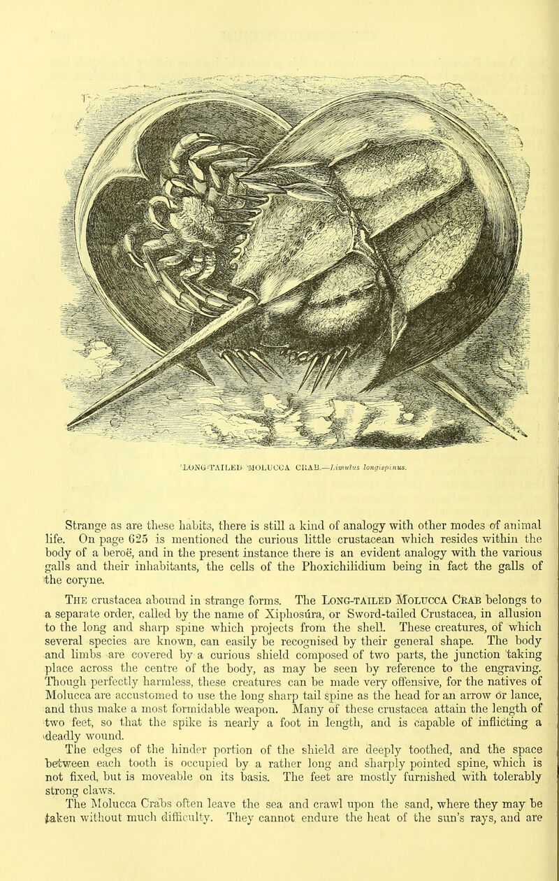 'LONG'TAILEU MOLUCCA CHAB.—Umvhis loiig.siniitis. Strange as are these habits, there is still a kind of analogy with other modes of animal life. On page 625 is mentioned the curious little crustacean which resides vv^ithin the body of a beroe, and in the present instance there is an evident analogy with the various galls and their inhabitants, the cells of the PhoxichiHdium being in fact the galls of 'the coryne. The Crustacea abound in strange forms. The Long-tailed MOLUCCA CiiAi belongs to a separate order, called by the name of Xiphosura, or Sword-tailed Crustacea, in allusion to the long and sharp spine which projects from the shell These creatures, of which several species are known, can easily be recognised by their general shape. The body and limbs are covered by a curious shield composed of two parts, the junction taking place across the centre of the body, as may be seen by reference to the engraving. Though perfectly harmless, these creatures can be made very offensive, for the natives of Molucca are accustomed to use the long sharp tail spine as the head for an arrow cir lance, and thus make a most formidable weapon. Many of these Crustacea attain the length of ■two feet, so that the spike is nearly a foot in length, and is capable of inflicting a 'deadly wound. The edges of the hinder portion of the shield are deeply toothed, and the space between each tooth is occupied by a rather long and sharj^ly pointed spine, wliich is not fixed, but is moveable on its basis. The feet are mostly furnished with tolerably strong claws. The Molucca Crabs often leave the sea and crawl upon the sand, where they may be ^aken without much difficulty. They cannot endure the heat of the sun's rays, and are