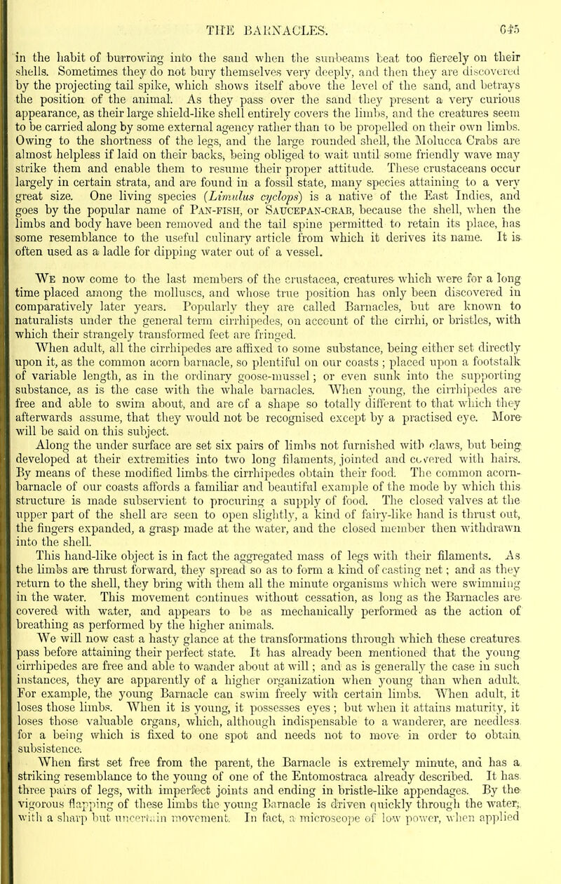 THE BAKNACLES. G45 in the habit of bm'rowing into tlie sand when the sunbeams beat too fiereely on their shells. Sometimes they do not bury themselves very deeply, and then they are discovered by the projecting tail spike, which shows itself above the level of the sand, and betrays the position of the animaL As they pass over the sand they present a very curious appearance, as their large shield-like shell entirely covers the limbs, and the creatures seem to be carried along by some external agency rathei- than to be propelled on their own limbs. Owing to the shortness of the legs, and the large rounded shell, the jNIolucca Crabs are ahnost helpless if laid on their backs, being obliged to wait until some friendly wave may strike them and enable them to resume their proper attitude. These crustaceans occur largely in certain strata, and are found in a fossil state, many species attaining to a very great size. One living species (Limulus cyclops) is a native of the East Indies, and goes by the popular name of Pan-fish, or Saucepan-crab, because the shell, when the limbs and body have been removed and the tail spine permitted to retain its place, has some resemblance to the useful culinary article from which it derives its name. It is often used as a ladle for dipping water out of a vessel. We now come to the last members of the Crustacea, creatures- which were for a long time placed among the molluscs, and whose true position has only been discovered in comparatively later years. Popularly they are called Barnacles, but are known to naturalists under the general term cirrhipedes, on account of the cirrhi, or bristles, with which their strangely transformed feet are fringed. When adult, all the cirrhipedes are affixed to some substance, being either set directly upon it, as the common acorn barnacle, so plentiful on our coasts ; placed upon a footstalk of variable length, as in the ordinary goose-mussel; or even sunk into the supporting substance, as is the case with the whale barnacles. When young, the cirrhipedes are- free and able to swim about, and are of a shape so totally different to that which they afterwards assume, that they would not be recognised except by a practised eye. More- will be said on this subject. Along the under surface are set six pairs of limbs not furnished with claws, but being developed at their extremities into two long filatnents, jointed and covered with hairs. By means of these modified limbs the cirrhipedes obtain their food. The common acorn- barnacle of our coasts affords a familiar and beautiful example of the mode by which this structure is made subservient to procuring a supply of food. The closed valves at the upper part of the shell are seen to open sliglitly, a kind of fairy-like hand is thrust out, the fingers expanded, a grasp made at the water, and the closed member then wdthdrawn into the shell. This hand-like object is in fact the aggregated mass of legs with their filaments. As the limbs are thrust forward, they spread so as to form a kind of casting net; and as they return to the shell, they bring with them all the minute organisms which were swimming in the water. This movement continues without cessation, as long as the Barnacles are- covered with water, and appears to be as mechanically performed as the action of breathing as performed by the higher animals. We will now cast a hasty glance at the transformations through which these creatures pass before attaining their perfect state. It has already been mentioned that the young cirrhipedes are free and able to wander ab)Out at will; and as is generally the case in such instances, they are apparently of a higher organization when young than when adult. For example, the young Barnacle can swim freely with certain limbs. When adult, it loses those limbs. When it is yoitng, it possesses eyes ; but when it attains maturity, it loses those valuable organs, which, although indispensable to a wanderer, are needless, for a being which is fijced to one spot and needs not to move in order to obtain subsistence. When first set free from the parent, the Barnacle is extremely minute, and has a striking resemblance to the young of one of the Entomostraca already described. It has three pairs of legs, with imperfect joints and ending in bristle-like appendages. By the vigorous flapping of these limbs the young BnTuacle is diiven quickly through the water,. M'itli a sharp but uucerhrin movement. In fact, a microscope of low power, when ap])lied