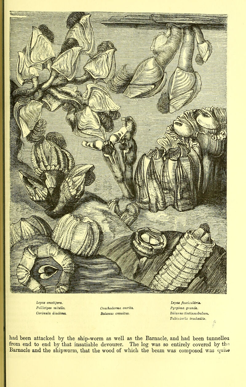 Lepas anatijera. PolUdpes mitella. Coronula diadema. Conchoderma aurita. Balanus crendtits. Lepcu fa^ciculdrU, Pyrgmna grandt. Bdlanus tintinndhulmn, TubiiLtcella triichedlu. had been attacked by the ship-worm as well as the Barnacle, and had been tunneUea from end to end by that insatiable devourer. The log was so entirely covered by th > Barnacle and the shipworm, that the wood of which the beam was composed was liuitt*