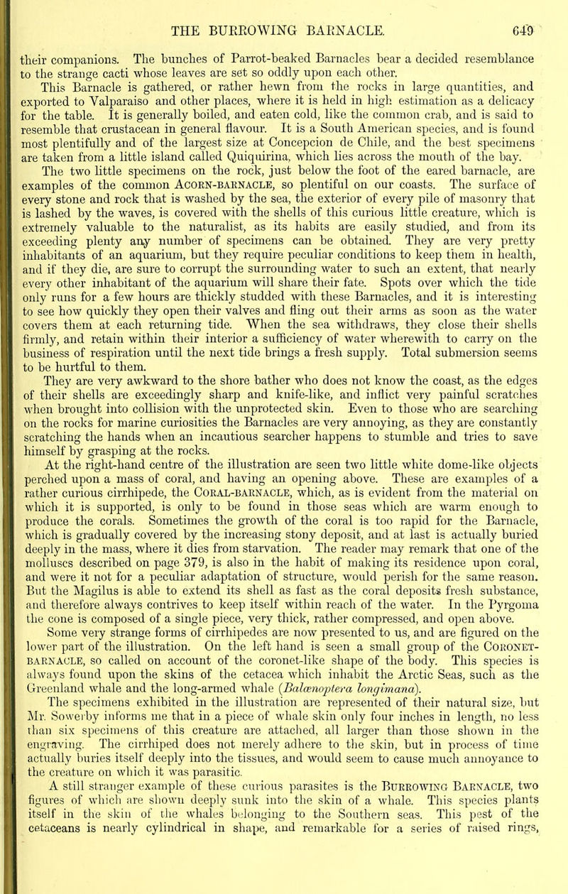 THE BUEROWING BAENACLE. their companions. The bunches of Parrot-beaked Barnacles bear a decided resemblance to the strange cacti whose leaves are set so oddly upon each other. This Barnacle is gathered, or rather hewn from the rocks in large quantities, and exported to Valparaiso and other places, where it is held in high estimation as a delicacy for the table. It is generally boiled, and eaten cold, like the common crab, and is said to resemble that crustacean in general flavour. It is a South American species, and is found most plentifully and of the largest size at Concepcion de Chile, and the best specimens are taken from a little island called Quiquirina, which lies across the mouth of the bay. The two little specimens on the rock, just below the foot of the eared barnacle, are examples of the common Acorn-barnaclb, so plentiful on our coasts. The surface of every stone and rock that is washed by the sea, the exterior of every pile of masonry that is lashed by the waves, is covered with the shells of this curious little creature, which is extremely valuable to the naturalist, as its habits are easily studied, and from its exceeding plenty aay number of specimens can be obtained. They are very pretty inhabitants of an aquarium, but they require peculiar conditions to keep them in health, and if they die, are sure to corrupt the surrounding water to such an extent, that nearly every other inhabitant of the aquarium will share their fate. Spots over which the tide only runs for a few hours are thickly studded with these Barnacles, and it is interesting to see how quickly they open their valves and fling out their arms as soon as the water covers them at each returning tide. When the sea withdraws, they close their shells firndy, and retain within their interior a sufficiency of water wherewith to carry on the business of respiration until the next tide brings a fresh supply. Total submersion seems to be hurtful to them. They are very awkward to the shore bather who does not know the coast, as the edges of their shells are exceedingly sharp and knife-like, and inflict very painful scratches when brought into collision with the unprotected skin. Even to those who are searching on the rocks for marine curiosities the Barnacles are very annoying, as they are constantly scratching the hands when an incautious searcher happens to stumble and tries to save himself by grasping at the rocks. At the right-hand centre of the illustration are seen two little white dome-like objects perched upon a mass of coral, and having an opening above. These are examples of a rather curious cirrhipede, the Coral-barnacle, which, as is evident from the material on which it is supported, is only to be found in those seas which are warm enough to produce the corals. Sometimes the growth of the coral is too rapid for the Barnacle, which is gradually covered by the increasing stony deposit, and at last is actually buried deeply in the mass, where it dies from starvation. The reader may remark that one of the molluscs described on page 379, is also in the habit of making its residence upon coral, and were it not for a peculiar adaptation of structui'e, would perish for the same reason. But the Magilus is able to extend its shell as fast as the coral deposits fresh substance, and therefore always contrives to keep itself within reach of the water. In the Pyrgoma the cone is composed of a single piece, very thick, rather compressed, and open above. Some very strange forms of cirrhipedes are now presented to us, and are figured on the lower part of the illustration. On the left hand is seen a small group of the Coronet- barnacle, so called on account of the coronet-like shape of the body. This species is always found upon the skins of the cetacea which inhabit the Arctic Seas, such as the Greenland whale and the long-armed whale {Balcenoptera longimana). The specimens exhibited in the illustration are represented of their natural size, but Mr. Sowerby informs me that in a piece of whale skin only four inches in length, no less than six specimens of this creature are attaclied, all larger than those shown in the engraving. The cirrhiped does not merely adhere to the skin, but in process of time actually buries itself deeply into the tissues, and would seem to cause much annoyance to the creature on which it was parasitic. A still stranger example of these curious parasites is the Burrowing Barnacle, two figures of which are shown deeply sunk into the skin of a whale. This species plants itself in the skin of the whales belonging to the Southern seas. This pest of the cetaceans is nearly cylindrical in shape, and remarkable for a series of raised rings,