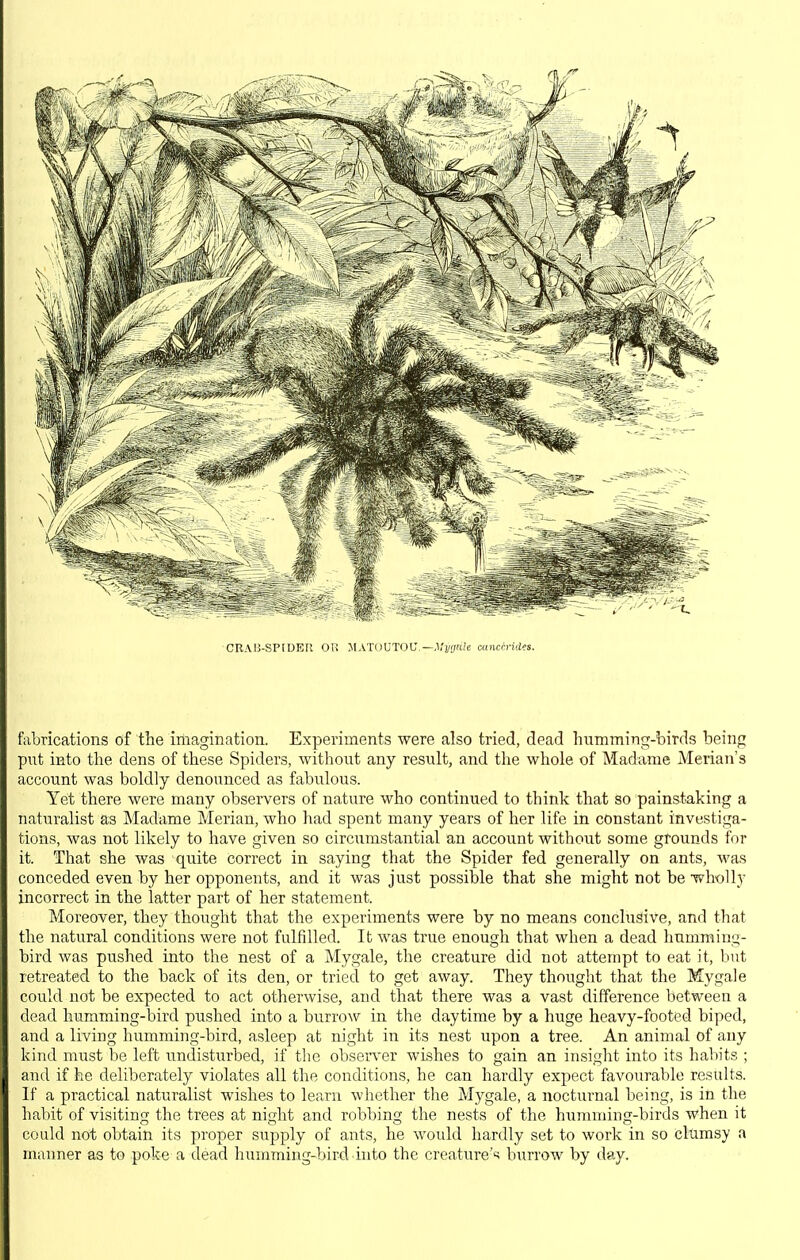 CRAIJ-SPIDEH OK MATOUTOC—.l/j/^rje mnci-rides. fabrications of the imagination. Experiments were also tried, dead humming-birds being put into the dens of these Spiders, without any result, and the whole of Madame Merian's account was boldly denounced as fabulous. Yet there were many observers of nature who continued to think that so painstaking a naturalist as Madame Merian, who had spent many years of her life in constant investiga- tions, was not likely to have given so circumstantial an account without some grounds for it. That she was quite correct in saying that the Spider fed generally on ants, was conceded even by her opponents, and it was just possible that she might not be ■wlwlly incorrect in the latter part of her statement. Moreover, they thought that the experiments were by no means conclusive, and that the natural conditions were not fulfilled. It was true enough that when a dead humming- bird was pushed into the nest of a Mygale, the creature did not attempt to eat it, but retreated to the back of its den, or tried to get away. They thought that the Mygale could not be expected to act otherwise, and that there was a vast difference between a dead humming-bird pushed into a burrow in the daytime by a huge heavy-footed biped, and a living humming-bird, asleep at night in its nest upon a tree. An animal of any kind must be left undistiirbed, if the obser\'er wLshes to gain an insight into its habits ; and if he deliberately violates all the conditions, he can hardly expect favourable results. If a practical naturalist wishes to learn whether the Mygale, a nocturnal being, is in the habit of visiting the trees at night and robbing the nests of the humming-birds when it could not obtain its proper supply of ants, he would hardly set to work in so clumsy a manner as to poke a dead humming-bird into the creature''? burrow by day.