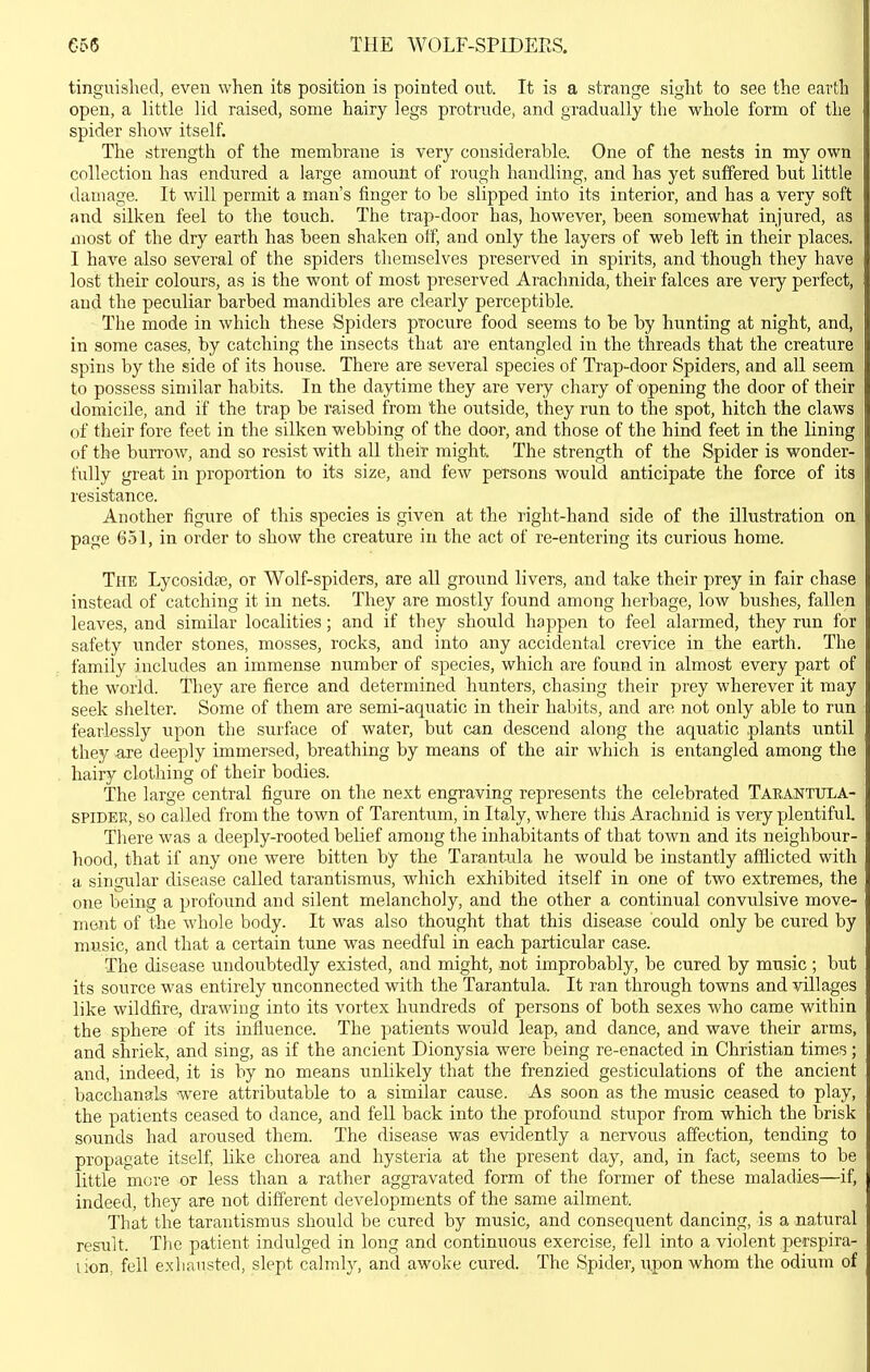 tinguishecl, even when its position is pointed out. It is a strange sight to see the earth open, a little lid raised, some hairy legs protrude, and gradually the whole form of the spider show itself. The strength of the membrane is very considerable. One of the nests in my own collection has endured a large amount of rough handling, and has yet suffered but little damage. It will permit a man's finger to be slipped into its interior, and has a very soft and silken feel to the touch. The trap-door has, however, been somewhat injured, as most of the dry earth has been shaken off, and only the layers of web left in their places. I have also several of the spiders themselves preserved in spirits, and though they have lost their colours, as is the wont of most preserved Arachnida, their falces are veiy perfect, and the peculiar barbed mandibles are clearly perceptible. The mode in which these Spiders procure food seems to be by hunting at night, and, in some cases, by catching the insects that are entangled in the threads that the creature spins by the side of its house. There are several species of Trap-door Spiders, and aU seem to possess similar habits. In the daytime they are very chary of opening the door of their domicile, and if the trap be raised from the outside, they run to the spot, hitch the claws of their fore feet in the silken webbing of the door, and those of the hind feet in the lining of the burrow, and so resist with all their might. The strength of the Spider is wonder- fully great in proportion to its size, and few persons would anticipate the force of its resistance. Another figure of this species is given at the right-hand side of the illustration on page 651, in order to show the creature in the act of re-entering its curious home. The Lycosidse, or Wolf-spiders, are all ground livers, and take their jjrey in fair chase instead of catching it in nets. They are mostly found among herbage, low bushes, fallen leaves, and similar localities; and if they should happen to feel alarmed, they run for safety under stones, mosses, rocks, and into any accidental crevice in the earth. The family includes an immense number of species, which are found in almost every part of the world. They are fierce and determined hunters, chasing their prey wherever it may seek shelter. Some of them are semi-aquatic in their habits, and are not only able to run fearlessly upon the surface of water, but can descend along the aquatic plants until they are deeply immersed, breathing by means of the air which is entangled among the hairy clothing of their bodies. The large central figure on the next engraving represents the celebrated Tarantula- SPIDEB, so called from the town of Tarentum, in Italy, where this Arachnid is very plentiful. There was a deeply-rooted belief among the inhabitants of that town and its neighbour- hood, that if any one were bitten by the Tarantula he would be instantly afflicted with a singular disease called tarantismus, which exhibited itself in one of two extremes, the one being a profound and silent melancholy, and the other a continual convulsive move- ment of the whole body. It was also thought that this disease could only be cured by music, and that a certain tune was needful in each particular case. The disease undoubtedly existed, and might, not improbably, be cured by music ; but its source was entirely unconnected with the Tarantula. It ran through towns and villages like wildfire, drawing into its vortex hundreds of persons of both sexes who came within the sphere of its influence. The patients would leap, and dance, and wave their arms, and shriek, and sing, as if the ancient Dionysia were being re-enacted in Christian times; and, indeed, it is by no means unUkely that the frenzied gesticulations of the ancient bacchanals were attributable to a similar cause. As soon as the music ceased to play, the patients ceased to dance, and fell back into the profound stupor from which the brisk sounds had aroused them. The disease was evidently a nervous affection, tending to propagate itself, like chorea and hysteria at the present day, and, in fact, seems to be little more or less than a rather aggravated form of the former of these maladies—if, indeed, they are not different developments of the same ailment. That the tarantismus should be cured by music, and consequent dancing, is a natural result. Tlie patient indulged in long and continuous exercise, fell into a violent perspira- lion, fell exhausted, slept calmly, and awoke cured. The Spider, upon whom the odium of