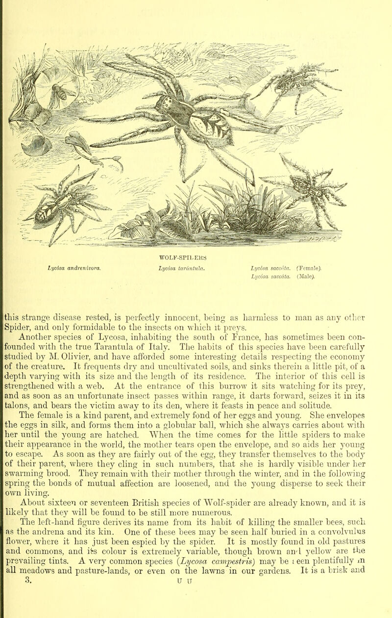 Lycdsa andrenivora. WOLF-SPILEKS Lycdsa tardntula. Lycdsa sacciita. fFemale). Lycdsa saccdta. (MaleJ. this strange disease rested, is perfectly innocent, being as harmless to man as any otlier Spider, and only formidable to the insects on which it preys. Another species of Lycosa, inhabiting the south of France, has sometimes been con- founded with the true Tarantula of Italy. The habits of this species have been carefully studied by M. Olivier, and have afforded some interesting details respecting the economy of the creature. It frequents dry and uncultivated soils, and sinks therein a little pit, of a depth varying with its size and the length of its residence. The interior of this cell is strengthened with a web. At the entrance of this burrow it sits watching for its prey, and as soon as an unfortunate insect passes within range, it darts forward, seizes it in its talons, and bears the victim away to its den, where it feasts in peace and solitude. The female is a kind parent, and extremely fond of her eggs and young. She envelopes the eggs in silk, and forms them into a globular ball, which she always carries about wdth her until the young are hatched. When the time comes for the little spiders to make their appearance in the world, the mother tears open the envelope, and so aids her young to escape. As soon as they are fairly out of the egg, they transfer themselves to the bodj' of their parent, where they cling in such numbers, that she is hardly visible under her swarming brood. They remain with their mother through the winter, and in the following spring the bonds of mutual affection are loosened, and the young disperse to seek their own living. About sixteen or seventeen British species of VVolf-spider are already known, and it is likely that they will be found to be still more numerous. The left-hand figure derives its name from its habit of killing the smaller bees, such as the andrena and its kin. One of these bees may be seen half buried in a convolvulxis flower, where it has just been espied by the spider. It is mostly found in old pastures and commons, and its colour is extremely variable, though brown and yellow are the prevailing tints. A very common species {Lycosa campestris) may be f een plentifully m all meadows and pasture-lands, or even on the lawns in our gardens. It is a brisk and 3. u u