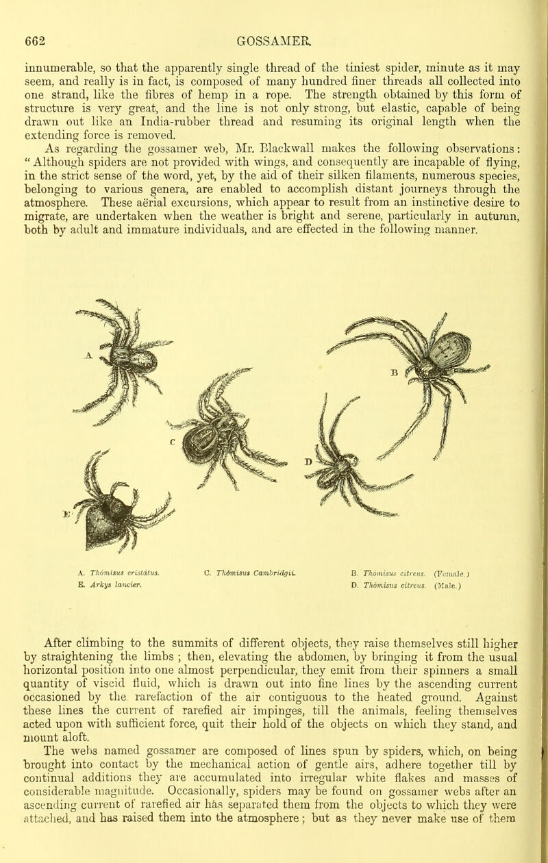 innumerable, so that the apparently single thread of the tiniest spider, minute as it may- seem, and really is in fact, is composed of many hundred finer threads aU collected into one strand, like the fibres of hemp in a rope. The strength obtained by this form of structure is very great, and the line is not only strong, but elastic, capable of being drawn out like an India-rubber thread and resuming its original length when the extending force is removed. As regarding the gossamer web, Mr. Blackwall makes the following observations:  Although spiders are not provided with wings, and consequently are incapable of iiyiag, in the strict sense of the word, yet, by the aid of their sUken filaments, numerous species, belonging to various genera, are enabled to accomplish distant journeys through the atmosphere. These aerial excursions, which appear to result from an instinctive desii-e to migrate, are undertaken when the weather is bright and serene, particularly in autumn, both by adult and immature individuals, and are effected in the following manner. After climbing to the summits of different objects, they raise themselves still higher by straightening the Umbs ; then, elevating the abdomen, by bringing it from the usual horizontal position into one almost perpendicular, they emit from their spinners a small quantity of viscid Huid, which is drawn out into fine lines by the ascending current occasioned by the rarefaction of the air contiguous to the heated ground. Against these lines the current of rarefied air impinges, till the animals, feeling themselves acted upon with sufficient force, quit their hold of the objects on which they stand, and mount aloft. The wehs named gossamer are composed of lines spun by spiders, which, on being brought into contact by the mechanical action of gentle airs, adhere together tiU by continual additions they are accumulated into ii-regular white flakes and masses of considerable magnitude. Occasionally, spiders may be found on gossamer webs after an ascending current of rarefied air has separated them from the objects to which they were attached, and has raised them into the atmosphere; but as they never make use of them