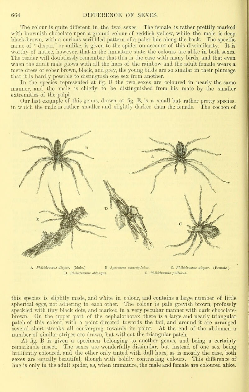 The colour is quite different in. the two sexes. The female is rather prettily marked with brownish chocolate upon a ground colour of reddish yellow, while the male is deep black-brown, with a curious scribbled pattern of a paler hue along the back. The specific name of  dispar, or unlike, is given to the spider on account of this dissimilarity. It is worthy of notice, however, that in the immature state the colours are alike in both sexes. The reader will doubtlessly remember that this is the case with many birds, and that even when the adult male glows with all the hues of the rainbow and the adult female wears a mere dress of sober brown, black, and grey, the young birds are so similar in their plumage that it is hardly possible to distinguish one sex from another. In the species represented at fig. D the two sexes are coloured in nearly the same manner, and the male is chiefly to be distinguished from his mate by the smaller extremities of the palpi. Our last example of this genus, drawn at fig. E, is a small but rather pretty species, in which the male is rather smaller and slightly darker than the female. The cocoon of A Philodromui dispar. (Male.) B. Sparasstis svMrd^duh/.s. C. PhiUdromus dispar. (Female.) D. Philodromns oblongus. E. PhiUdromus pdllidus. this species is slightly made, and wMte in colour, and contains a large number of little spherical eggs, not adhering to each other. The colour is pale greyish brown, profusely speckled with tiny black dots, and marked in a very peculiar manner with dark chocolate- brown. On the upper part of the cephalothorax there is a large and nearly triangular patch of this colour, with a point directed towards the tail, and around it are arranged several short streaks all converging towards its point. At the end of the abdomen a number of similar stripes are drawn, but without the triangular patch. At fig. B is given a specimen belonging to another genus, and being a certainly remarkable insect. The sexes are wonderfully dissimilar, but instead of one sex being brilliantly coloured, and the other only tinted with dull hues, as is mostly the case, both sexes are equally beautiful, though with boldly contrasting colours. This difference of hue is only in the adult spider, as, when immature, the male and female are coloured alike.