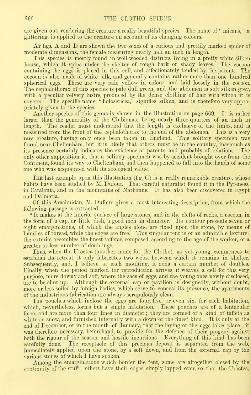 are given out, rendering the creature a really beautiful species. The name of  micans, o? glittering, is applied to the creature on account of its changing colours. At figs. A and D are shown the two sexes of a curious and prettily marked spider of moderate dimensions, the female measuring nearly half an inch in length. This species is mostly found in well-wooded districts, living in a pretty wliite silken house, which it spins under the shelter of rough bark or shady leaves. The cocoon containing the eggs is placed in this cell, and affectionately tended by the parent. The cocoon is also made of white silk, and generally contains rather more than one hundred spherical eggs. These are very pale yellow in colour, and laid loosely in the cocoon. The cephalothorax of this species is pale dull green, and the abdomen is soft silken grey, with a peculiar velvety lustre, produced by the dense clothing of hair with which it is covered. The specific name,  holosericea, signifies silken, and is therefore very appro- priately given to the species. Another species of this genus is shown in the illustration on page 669. It is rather larger than the generality of the Clubionas, being nearly three-quarters of an inch in length. The reader must understand that the length is exclusive of the limbs, and is measm-ed from the front of the cephalothorax to the end of the abdomen. This is a very rare creature, having only once been taken in England. This solitary specimen was found near Cheltenham, but it is likely that others must be in the country, inasmuch as its presence certainly indicates the existence of parents, and probably of relations. The only other supposition is, that a solitary specimen was by accident brought over from the Continent, found its way to Cheltenham, and then happened to fall into the hands of some one who was acquainted with its zoological value. The last example upon this illustration (fig. G) is a really remarkable creature, whose habits have been studied by M. Dufour. That careful naturalist found it in the Pyrenees, in Catalonia, and in the mountains of Narbonne. It has also been discovered in Egypt and Dalmatia. Of this Arachnidan, M. Dufour gives a most interesting description, from which the following passage is extracted:—  It makes at the inferior surface of large stones, and in the clefts of rocks, a cocoon, in the form of a cap, or little dish, a good inch in diameter. Its contour presents seven or eight emarginations, of whicli the angles alone are fixed upon the stone, by means of bundles of thread, while the edges are free. This singular tent is of an admirable texture: the exterior resembles the finest taffetas, composed, according to the age of the worker, of a greater or less number of doublings. Thus, when the Uroctea (another name for the Clotho), as yet young, commences to establish its retreat, it oidy fabricates two webs, between which it remains in shelter. Subsequently, and, I believe, at each moulting, it adds a certain immber of doubles. Finally, when the period marked for reproduction arrives, it weaves a cell for this very purpose, more downy and soft, where the sacs of eggs, and the young ones newly disclosed, are to be shut up. Although the external cap or pavilion is designedly, without doubt, more or less soiled by foreign bodies, which serve to conceal its presence, the apartments of the industrious fabrication are always scrupulously clean. The pouches which inclose the eggs are four, five, or even six, for each habitation, which, nevertheless, forms but a single habitation. These pouches are of a lentacular form, and are more than four lines in diameter; they are formed of a kind of taffeta as white as snow, and furnished internally with a down of the finest kind. It is only at the end of December, or in the month of January, that the laying of the eggs takes place; it was therefore necessary, beforehand, to provide for the defence of their progeny against both the rigour of the season and hostile incursions. Everything of this kind has been carefully done. The receptacle of this precious deposit is separated from the web, immediately applied upon the stone, by a soft down, and from the external cap by the various stones of which I have spoken. Among the emarginations which border the tent, some are altogether closed by the c(!ntinuity of the stuff; others have their edges simply lapped over, so that the Uroctea,
