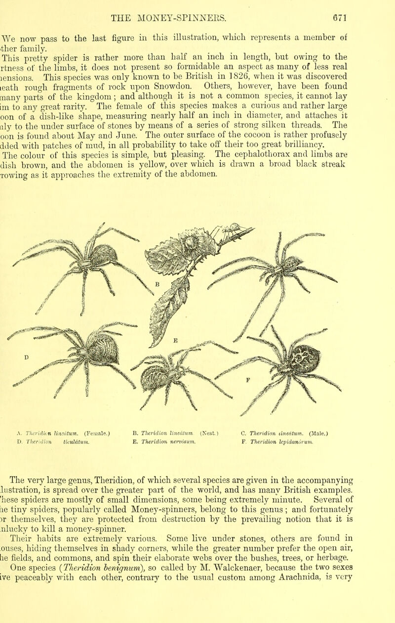 We now pass to the last figure in this illustration, which represents a member ©f ither family. This pretty spider is rather more than half an inch in length, but owing to the rtness of the limbs, it does not present so formidable an aspect as many of less real lensions. This species was only known to be British in 1826, when it was discovered leath rough fragments of rock upon Snowdon. Others, however, have been found many parts of the kingdom; and although it is not a common species, it cannot lay im to any great rarity. The female of this species makes a curious and rather large oon of a dish-like shape, measuring nearly half an inch in diameter, and attaches it Illy to the uuder surface of stones by means of a series of strong silken threads. The oon is found about May and June. The outer surface of the cocoon is rather profusely dded with patches of mud, in all probability to take off their too great brilliancy. The colour of this species is simple, but pleasing. The cephalothorax and limbs are dish brown, and the abdomen is yellow, over which is drawn a broad black streak rowing as it approaches the extremity of the abdomen. A. Thcridkn liiisatum. (Female.) B. TheHdion linedtum (Nest.) C. Theridion dnedtum. (Male.) D. Theridion ticuldtum. E. TheHdion nervosum. F. Theridion kpidanurum. The very large genus, Theridion, of which several species are given in the accompanying lustration, is spread over the greater part of the world, and has many British examples, 'hese spiders are mostly of small dimensions, some being extremely minute. Several of iie tiny spiders, popularly called Money-spinners, belong to this genus; and fortunately )r themselves, they are protected from destruction by the prevailing notion that it is nlucky to kill a money-spinner. Their habits are extremely various. Some live under stones, others are found in ouses, hiding themselves in shady corners, while the greater number prefer the open air, he fields, and commons, and spin their elaborate webs over the bushes, trees, or herbage. One species (Theridion henignum), so called by M. Walckenaer, because the two sexes Lve peaceably with each other, contraiy to the usual custom among Arachnida, is very