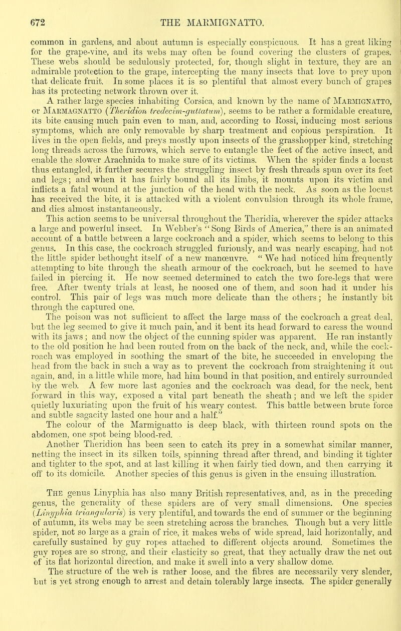 common in gardens, and about autumn is especially conspicuous. It has a great liking for tlie grape-vine, and its webs may often be found covering the clusters of grapes. These webs should be sedulously protected, for, though slight in texture, they are an admirable protection to the grape, intercepting the many insects that love to prey iipon i that delicate fruit. In some places it is so plentiful that almost every bunch of grapes has its protecting network thrown over it. A rather large species inhabiting Corsica, and known by the name of Marmignatto, or Maemagnatto {Theridion tredecim-guttatu'm), seems to be rather a formidable creature, its bite causing much pain even to man, and, according to Eossi, inducing most serious symptoms, which are only removable by sharp treatment and copious perspiration. It lives in the open fields, and preys mostly upon insects of the grasshopper kind, stretching long threads across the furrows, which serve to entangle the feet of the active insect, and enable the slower Arachnida to make sure of its victims. When the spider finds a locust thus entangled, it further secures the struggling insect by fresh threads spun over its feet and legs; and when it has fairly bound all its limbs, it mounts upon its victim and inflicts a fatal wound at the junction of the head with the neck. As soon as the locust has received the bite, it is attacked with a violent convulsion through its whole frame, and dies almost instantaneously. This action seems to be universal throughout the Theridia, wherever the spider attacks a large and powerful insect. In Webber's  Song Birds of America, there is an animated account of a battle between a large cockroach and a spider, which seems to belong to this genus. In this case, the cockroach struggled furiously, and was nearly escaping, had not the little spider bethought itself of a new manoeuvre.  We had noticed him frequently attempting to bite through the sheath armour of the cockroach, but he seemed to have failed in piercing it. He now seemed determined to catch the two fore-legs that were free. After twenty trials at least, he noosed one of them, and soon had it under his control. This pair of legs was much more delicate than the others; he instantly bit through the captured one. The poison was not sufficient to affect the large mass of the cockroach a great deal, but the leg seemed to give it much pain,'and it bent its head forward to caress the wound with its jaws ; and now the object of the cunning spider was apparent. He ran instantly to the old position he had been routed from on the back of the neck, and, while the cock- roach was employed in soothing the smart of the bite, he succeeded in enveloping the head from the back in such a way as to prevent the cockroach from straightening it ovit again, and, in a little whUe more, had him bound in that position, and entirely surrounded by the web. A few more last agonies and the cockroach was dead, for the neck, bent forward in this way, exposed a vital part beneath the sheath; and we left the spider quietly luxuriating upon the fruit of his weary contest. This battle between brute force and subtle sagacity lasted one hour and a half The colour of the Marmignatto is deep black, with thirteen round spots on the abdomen, one spot being blood-red. . Another Theridion has been seen to catch its prey in a somewhat similar manner, netting the insect in its silken toils, spinning thread after thread, and binding it tighter and tighter to the spot, and at last killing it when fairly tied down, and then carrying it off to its domicile. Another species of this genus is given in the ensuing illustration. The genus Linyphia has also many British representatives, and, as in the preceding genus, the generality of these spiders are of very small dimensions. One species [Linyphia triangularis) is very plentiful, and towards the end of summer or the beginning of autumn, its webs may be seen stretching across the branches. Though but a very little spider, not so large as a grain of rice, it makes webs of wide spread, laid horizontally, and carefully sustained by guy ropes attached to different objects around. Sometimes the guy ropes are so strong, and their elasticity so great, that they actually draw the net out of its fiat horizontal direction, and make it swell into a very shallow dome. The structui'e of the web is rather loose, and the fibres are necessarily very slender, but is yet strong enough to arrest and detain tolerably large insects. The spider generally
