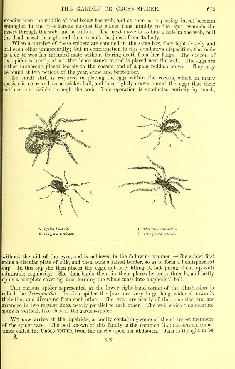 remains near the middle of and below the web, and as soon as a passing insect becomes entangled in the treacherous meshes the spider runs nimbly to the spot, wounds the insect through the web, and so kills it. The next moTe is to bite a hole in the web, pull the dead insect through, and then to suck the juices from its body. When a number of these spiders are confined in the same box, they fight fiercely and kill each other unmercifully; but in contradiction to this combative disposition, the male is able to woo his intended mate without fearing death from her fangs. The cocoon of the spider is mostly of a rather loose structure and is placed near the web. The eggs are rather numerous, placed loosely in the cocoon, and of a pale reddish brown. They may be found at two periods of the year, June and September. No small skill is required in placing the eggs within the cocoon, which in many species is as round as a cricket ball, and is so tightly drawn round the eggs that their outlines are visible through the web. This operation is conducted entirely by ^ouch. without the aid of the eyes, and is achieved in the following manner : —The spider first spins a circular plate of sUk, and then adds a raised border, so as to form a hemispherical cup. In this cup she then places the eggs, not only filling it, but piling them up with admirable regularity. She then binds them in their places by cross threads, and lastly spins a complete covering, thus forming the whole mass into a spherical ball. The curious spider represented at the lower right-hand corner of the illustration is called the Tetragnatha. In this spider the jaws are very large, long, widened towards their tips, and diverging from each other. The eyes are nearly of the same size, and are arranged in two regular lines, nearly parallel to each other. The web which this creature spins is vertical, like that of the garden-spider. We now arrive at the Epeiridse, a family containing some of the strangest members of the spider race. The best known of this family is the common Garden-spidee, some- times called the Cross-spider, from the marks upon its abdomen. This is thought to be A. Epeira hicornis. B. Linyphia terricota. C. Theridion redimitum. D. TetTQ^gnatha extenscL, 3. XX
