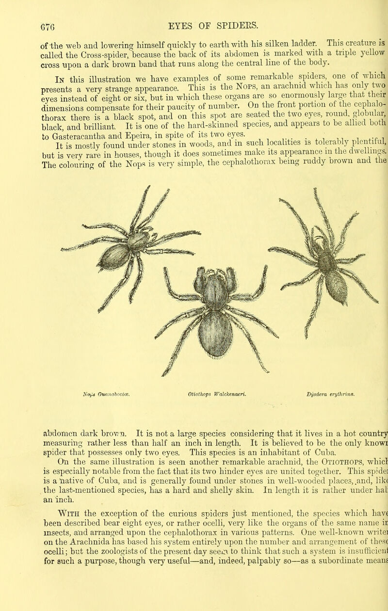 67G EYES OF SPIDEES. of the web and lowering himseK quickly to earth with his silken ladder. This creature is called the Cross-spider,, because the back of its abdomen is marked with a triple yellow cross upon a dark brown band that runs along the central line of the body. In this iUustration we have examples of some remarkable spiders, one of which presents a very strange appearance. This is the NoPS, an arachnid which has only two eves instead of ei^ht or six, but in which these organs are so enormously large that their dimensions compensate for their paucity of number. On the front portion of the cephalo- thorax there is a black spot, and on this spot are seated the two eyes, round, globular, black, and brilliant. It is one of the hard-skinned species, and appears to be allied both to Gasteracantha and Epeira, in spite of its two eyes. It is mostly found under stones in woods, and m such localities is tolerably plentitul, but is very rare in houses, though it does sometimes make its appearance m the dwellings. The colourina of the Nops is very simple, the cephalothorax being ruddy Drown and the N»t^ Ounnabocd<B. Otiothops Walckenaeri. Dysdera eryfJiHna. abdomen dark brown. It is not a large species considering that it lives in a hot country measuring rather less than half an inch in length. It is believed to be the only knowi spider that possesses only two eyes. This species is an inhabitant of Cuba. Oil the same illustration is seen another remarkable arachnid, the Otiothops, whicl is especially notable from the fact that its two hinder eyes are united together. This spide] is a tiative of Cuba, and is generally found under stones in well-wooded places, .and, like the last-mentioned species, has a hard and shelly skin. In length it is rather under hall an inch. With the exception of the curious spiders just mentioned, the species which have been described bear eight eyes, or rather ocelli, very like the organs of the same name in insects, and arranged upon the cephalothorax in various patterns. One well-known writei on the Arachnida has based his system entirely upon the number and arrangement of these ocelli; but the zoologists of the present day seein to think that such a system is insufficient for such a purpose, though very useful—and, indeed, palpably so—as a subordinate means