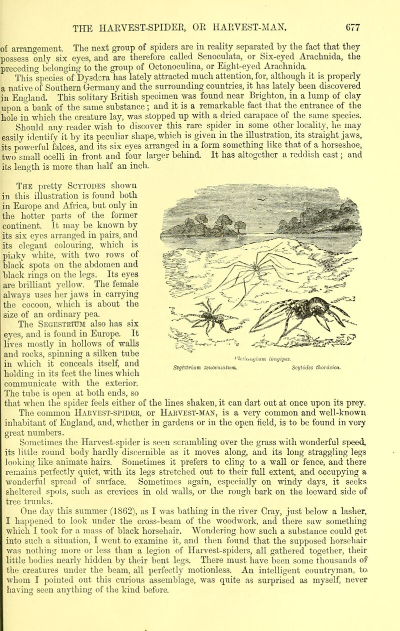 of arrangement. The next group of spiders are in reality separated by the fact that they possess only six eyes, and are therefore called Senoculata, or Six-eyed Araclmida, the preceding belonging to the group of Octonoculina, or Eight-eyed Arachnida. This species of Dysdcra has lately att]'acted much attention, for, although it is properly a native of Southern Germany and the surrounding countries, it has lately been discovered in Eno-land. This solitary British specimen was found near Brighton, in a lump of clay upon a bank of the same substance; and it is a remarkable fact that the entrance of the hole in which the creature lay, was stopped up with a dried carapace of the same species. Should any reader wish to discover this rare spider in some other locality, he may easily identify it by its peculiar shape, which is given in the illustration, its straight jaws, its powerful fakes, and its six eyes arranged in a form something like that of a horseshoe, two small ocelli in front and four larger behind. It has altogether a reddish cast; and its length is more than half an inch. The pretty Scytodes shown in this illustration is found both in Europe and Africa, but only in the hotter parts of the former continent. It may be known by its six eyes arranged in pairs, and its elegant colouring, which is piiiky white, with two rows of black spots on the abdomen and black rings on the legs. Its eyes are brilliant yellow. The female always uses her jaws in carrying the cocoon, which is about the size of an ordinary pea. The Segestrium also has six eyes, and is found in Europe. It lives mostly in hollows of walls and rocks, spinning a silken tube in which it conceals itself, and holding in its feet the lines which communicate with the exterior. The tube is open at both ends, so that when the spider feels either of the Knes shaken, it can dart out at once upon its prey. The common Harvest-spider, or Harvest-man, is a very common and well-known inhabitant of England, and, whether in gardens or in the open field, is to be found in very great numbers. Sometimes the Harvest-spider is seen scrambling over the grass with wonderful speed, its little round body hardly discernible as it moves along, and its long straggling legs looking like animate hairs. Sometimes it prefers to cling to a wall or fence, and there remains perfectly quiet, with its legs stretched out to their full extent, and occupying a wonderful spread of surface. Sometimes again, especially on windy days, it seeks sheltered spots, such as crevices in old walls, or the rough bark on the leeward side of tree trunks. One day this summer (1862), as I was bathing in the river Cray, just below a lasher, I happened to look under the cross-beam of the woodwork, and there saw something which I took for a mass of black horsehair. Wondering how such a substance could get into such a situation, I went to examine it, and then found that the supposed horsehair was nothing more or less than a legion of Harvest-spiders, all gathered together, their little bodies nearly hidden by their bent legs. There must have heen some thousands of the creatures under the beam, all perfectly motionless. An intelligent countryman, to. whom I pointed out this curious assemblage, was quite as surprised as myself, never having seen anything of the kind before. I'h'jiufi/jiuin /o/iyijjes. Segisifiiim senomuUum. Scytodes thorddca.