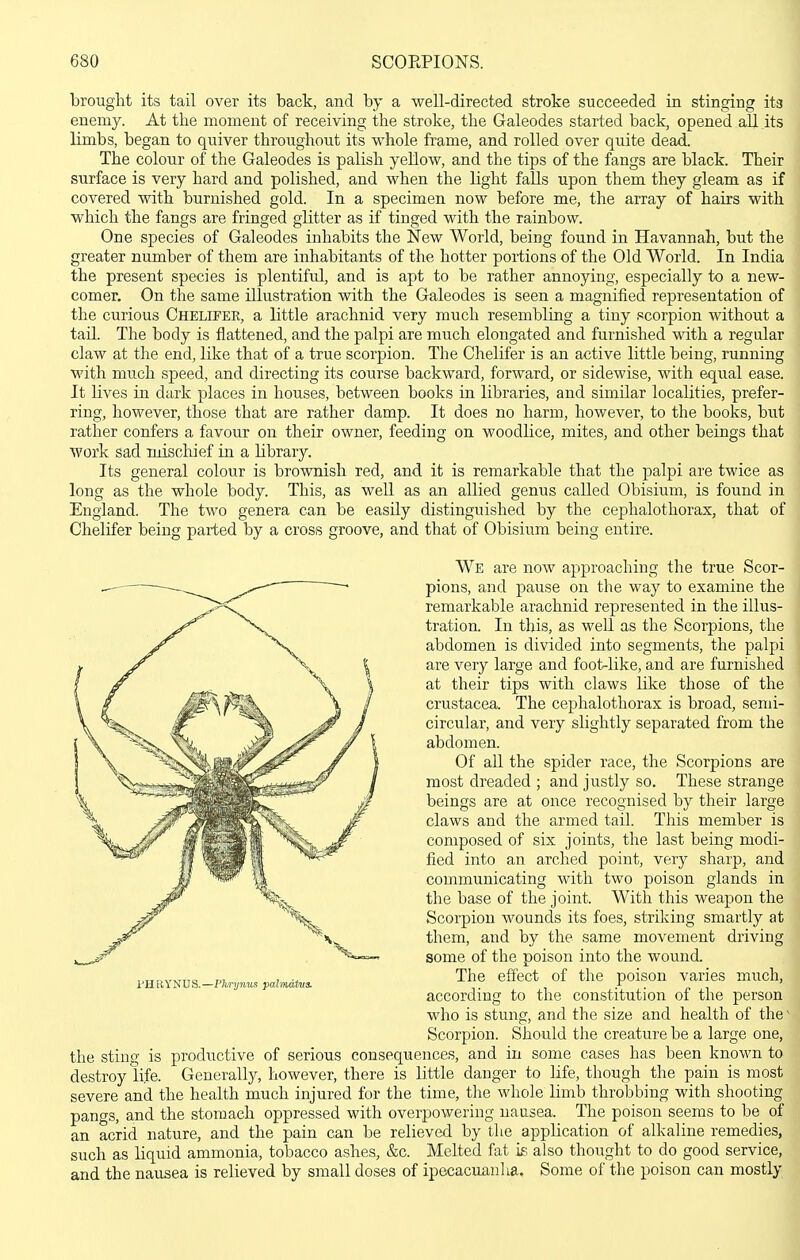 brouglit its tail over its back, and by a well-directed stroke succeeded in stinging its enemy. At the moment of receiving the stroke, the Galeodes started back, opened all its limbs, began to quiver throughout its whole frame, and rolled over quite dead. The colour of the Galeodes is palish yellow, and the tips of the fangs are black. Their surface is very hard and polished, and when the light falls upon them they gleam as if covered with burnished gold. In a specimen now before me, the array of hairs with which the fangs are fringed glitter as if tinged with the rainbow. One species of Galeodes inhabits the New World, being found in Havannah, but the greater number of them are inhabitants of the hotter portions of the Old World. In India the present species is plentiful, and is apt to be rather annoying, especially to a new- comer. On the same illustration with the Galeodes is seen a magnified representation of the curious Chelipee, a little arachnid very much resembling a tiny scorpion without a tail. The body is flattened, and the palpi are much elongated and furnished with a regular claw at the end, like that of a true scorpion. The Clielifer is an active little being, running with much speed, and directing its course backward, forward, or sidewise, with equal ease. It lives in dark places in houses, between books in libraries, and similar localities, prefer- ring, however, those that are rather damp. It does no harm, however, to the books, but rather confers a favour on their owner, feeding on woodlice, mites, and other beings that work sad mischief in a library. Its general colour is brownish red, and it is remarkable that the palpi are twice as long as the whole body. This, as well as an allied genus caUed Obisium, is found in England. The two genera can be easily distinguished by the cephalothorax, that of Chelifer being parted by a cross groove, and that of Obisium being entire. We are now approaching the true Scor- pions, and pause on the way to examine the remarkable arachnid represented in the illus- tration. In this, as weU as the Scorpions, the abdomen is divided into segments, the palpi are very large and foot-like, and are furnished at their tips with claws like those of the Crustacea. The cephalothorax is broad, semi- circular, and very slightly separated from the abdomen. Of aU the spider race, the Scorpions are most dreaded ; and justly so. These strange beings are at once recognised by their large claws and the armed tail. This member is composed of six joints, the last being modi- fied into an arched point, very sharp, and communicating with two poison glands in the base of the joint. With this weapon the Scorpion wounds its foes, striking smartly at them, and by the same movement di'iving some of the poison into the wound. The effect of the poison varies much, according to the constitution of the person who is stung, and the size and health of the' Scorpion. Should the creature be a large one, the sting is productive of serious consequences, and in some cases has been known to destroy life. Generally, however, there is little danger to life, though the pain is most severe and the health much injured for the time, the whole limb throbbing with shooting pangs, and the stomach oppressed with overpowering nausea. The poison seems to be of an acrid nature, and the pain can be relieved by the application of alkaline remedies, such as liquid ammonia, tobacco ashes, &c. Melted fat is also thought to do good service, and the nausea is relieved by small doses of ipecacuanlia. Some of the poison can mostly PHRYNUS.—Phrymis palmdtiis.