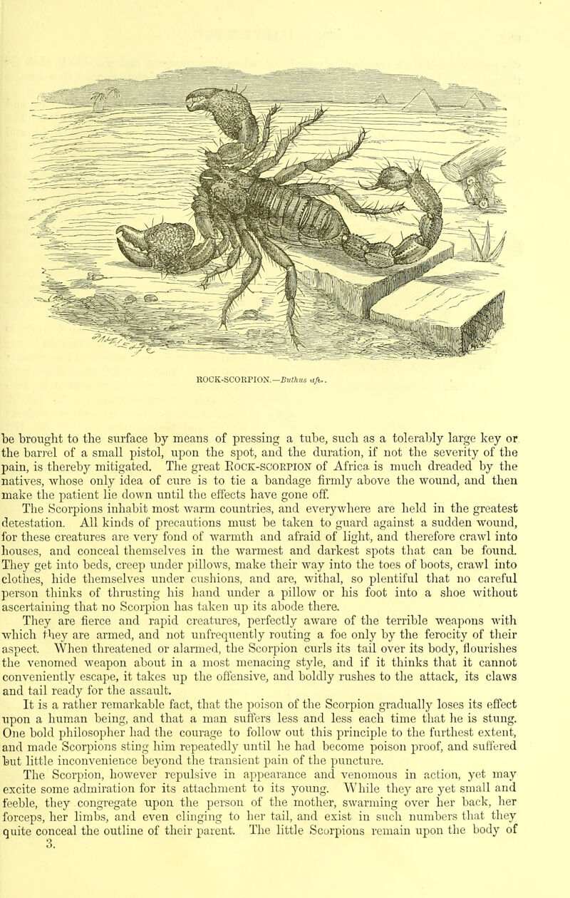 ROCK-SCORPION.—ZJwiAws ufi.. be brought to the surface by means of pressing a tube, such as a tolerably large key or the bari'el of a small pistol, upon the spot, and the duration, if not the severity of the pain, is thereby mitigated. The great Eock-scoepion of Africa, is nuich dreaded by the natives, whose only idea of cure is to tie a bandage firmly above the wound, and then make the patient lie down until the effects have gone off. The Scorpions inhabit most warm countries, and everywhere are held in the greatest detestation. All kinds of precautions must be taken to guard against a sudden wound, for these creatures are very fond of warmth and afraid of light, and therefore crawl into houses, and conceal themselves in the warmest and darkest spots that can be found. They get into beds, creep under pillows, make their way into the toes of boots, crawl into clothes, hide themselves under cusliions, and are, withal, so plentiful that no careful person thinks of thrusting his hand under a pillow or his foot into a shoe without ascertaining that no Scorpion has taken up its abode there. They are fierce and rapid creatirres, perfectly aware of the terrible weapons with which they are armed, and not unfrequently routing a foe only by the ferocity of their a,spect. When threatened or alarmed, the Scorpion curls its tail over its body, flourishes the venomed weapon about in a most menacing style, and if it thinks that it cannot conveniently escape, it takes up the offensive, and boldly rushes to the attack, its claws and tail ready for the assault. It is a rather remarkable fact, that the poison of the Scorpion gradually loses its effect upon a human being, and that a man suffers less and less each time that he is stung. One bold philosopher had the courage to follow out this principle to the furthest extent, and made Scorpions sting him repeatedly until he had become poison proof, and suffered but little incom^enience beyond the transient pain of the puncture. The Scorpion, however repulsive in appearance and venomous in action, yet may excite some admiration for its attachment to its young. While they are yet small and feeble, they congregate upon the person of the mother, swarming over her back, her forceps, her limbs, and even clinging to her tail, and exist in such numbers that they quite conceal the outline of their j)arent. The little Scorpions remain upon the body of