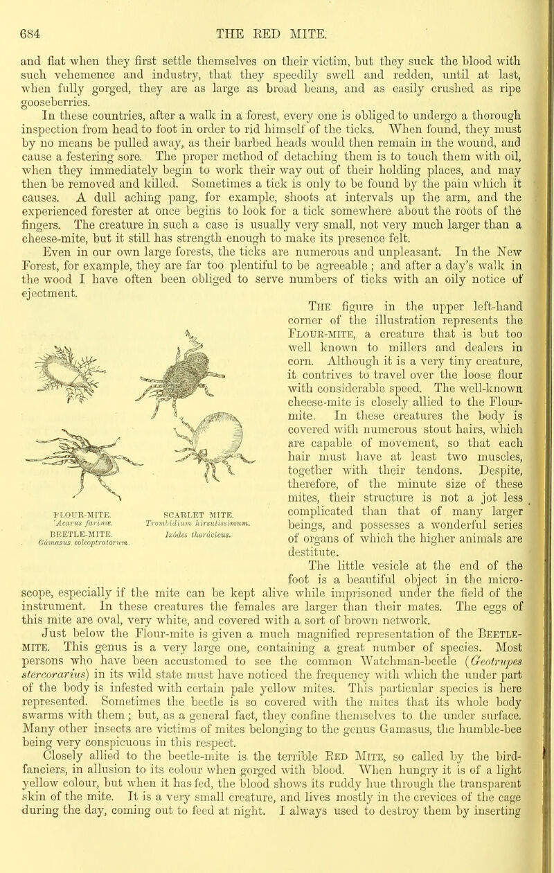 and flat wlien they first settle themselves on their victim, but they suck the blood with such vehemence and industry, that they speedily swell and redden, until at last, when fuUy gorged, they are as large as broad beans, and as easily crushed as ripe gooseberries. In these countries, after a walk in a forest, every one is obliged to undergo a thorough inspection from head to foot in order to rid himself of the ticks. When found, they must by no means be pulled away, as their barbed heads would then remain in the wound, and cause a festering sore. The proper metliod of detaching them is to touch them with oil, when they immediately begin to work their way out of their holding places, and may then be removed and killed. Sometimes a tick is only to be found by the pain which it causes. A dull aching pang, for example, shoots at intervals up the arm, and the experienced forester at once begins to look for a tick somewhere about the roots of the fingers. The creature in such a case is usually very small, not very much larger than a cheese-mite, but it still has strength enough to make its presence felt. Even in our own large forests, the ticks are numerous and unpleasant. In the New Forest, for example, they are far too plentiful to be agreeable ; and after a day's walk in the wood I have often been obliged to serve numbers of ticks with an oily notice of ejectment. The figure in the upper left-hand corner of the illustration represents the Floue-mite, a creature that is but too well known to millers and dealers in corn. Although it is a very tiny creature, it contrives to travel over the loose flour with considerable speed. The well-known cheese-mite is closely allied to the Flour- mite. In these creatures the body is covered with numerous stout hairs, which are capable of movement, so that each hair must have at least two muscles, together with their tendons. Despite, therefore, of the minute size of these mites, their structure is not a jot less complicated than that of many larger beings, and possesses a wonderful series of organs of which the higher animals are destitute. The little vesicle at the end of the foot is a beautiful object in the micro- scope, especially if the mite can be kept alive while imprisoned under the field of the instrument. In these creatures the females are larger than their mates. The eggs of this mite are oval, very white, and covered with a sort of brown network. Just below the Flour-mite is given a much magnified representation of the Beetle- mite. This genus is a very large one, containing a great number of species. Most persons who have been accustomed to see the common Watchman-beetle {Geotrupes stercorarius) in its wild state must have noticed the frequency with which the under part of the body is infested with certain pale yellow mites. This particular species is here represented. Sometimes the beetle is so covered with the mites that its whole body swarms with them; but, as a general fact, they confine themselves to the under surface. Many other insects are victims of mites belonging to the genus Gamasus, the humble-bee being very conspicuous in this respect. Closely allied to the beetle-mite is the terrible Eed Mite, so called by the bird- fanciers, in allusion to its colour when gorged with blood. When hungry it is of a light yellow colour, but when it has fed, the blood shows its ruddy hue through the transparent .skin of the mite. It is a very small creature, and lives mostly in the crevices of the cage during the day, coming out to feed at night. I always used to destroy them by inserting FLOUR-MITE. 'Acariis farinae. BEETLE-MITE. Gamasus coleoptratornm SCARLET MTTE. Tromhidium hirsiitissivium. Ixodes tlMrdcic'Us.