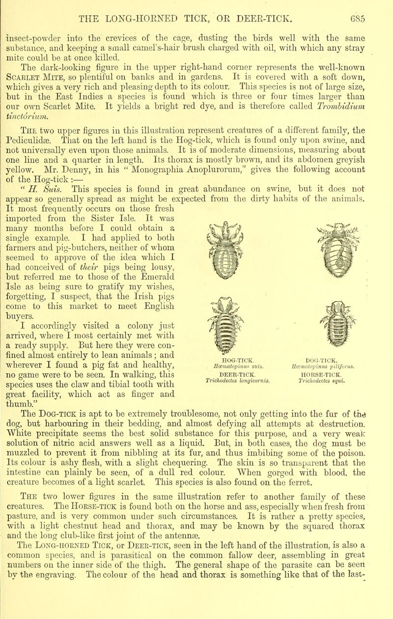 THE LONG-HOENED TICK, OE DEEE-TICK. GS5 insect-powder into the crevices of the cage, dusting tlae birds well with the same substance, and keeping a small camel's-hair brush charged with oil, with which any stray mite could be at once killed. The dark-looking figure in the upper right-hand corner represents the well-known Scarlet Mite, so plentiful on banks and in gardens. It is covered with a soft down, which gives a very rich and pleasing depth to its colour. This species is not of large size, but in the East Indies a species is found which is three or four times larger than ou.r own Scarlet Mite. It yields a bright red dye, and is therefore called Trombidium tinctwium. The two upper figures in this illustration represent creatures of a different family, the Pediculidfe. That on the left hand is the Hog-tick, which is found only upon swine, and not universally even upon tliose animals. It is of moderate dimensions, measuring about one line and a quarter in length. Its thorax is mostly brown, and its abdomen greyish yellow. Mr. Denny, in his  Monographia Anoplurorum, gives the following account of the Hog-tick :—  H. Suis. This species is found in great abundance on swine, but it does not appear so generally spread as might be expected from the dirty habits of the animals. It most frequently occurs on those fresh imported from the Sister Isle. It was many months before I could obtain a single example. I had applied to both farmers and pig-butchers, neither of whom seemed to approve of the idea which I had conceived of their pigs being lousy, but referred me to those of the Emerald Isle as being sure to gratify my wishes, forgetting, I suspect, that the Irish pigs come to this market to meet English buyers. I accordingly visited a colony just arrived, where I most certainly met with a ready supply. But here they were con- fined almost entirely to lean animals ; and wherever I found a pig fat and healthy, no game were to be seen. In walking, this species uses the claw and tibial tooth with great facility, which act as finger and thumb. The Dog-tick is apt to be extremely troublesome, not only getting into the fur of thti dog, but harbouring in their bedding, and almost defying all attempts at destruction. White precipitate seems the best solid substance for this purpose, and a very weak solution of nitric acid answers well as a liquid. But, in both cases, the dog must be muzzled to prevent it from nibbling at its fur, and thus imbibing some of the poison. Its colour is ashy flesh, with a slight chequering. The skin is so transparent that the intestine can plainly be seen, of a dull red colour. When gorged with blood, the creature becomes of a light scarlet. This species is also found on the ferret. The two lov/er figures in the same illustration refer to another family of these creatures. The Hoese-tick is found both on the horse and ass, especially when fresh from pasture, and is very common mider such circumstances. It is rather a pretty species, with a light chestnut head and thorax, and may be known by the squared thorax and the long club-lilve first joint of the antennse. The LoNG-nOENED Tick, or Deee-tick, seen in the left hand of the illustration, is also a common species, and is parasitical on the common fallow deer, assembling in great numbers on the inner side of the thigh. The general shape of the parasite can be seen by the engraving. The colour of the head and thorax is something like that of the last-