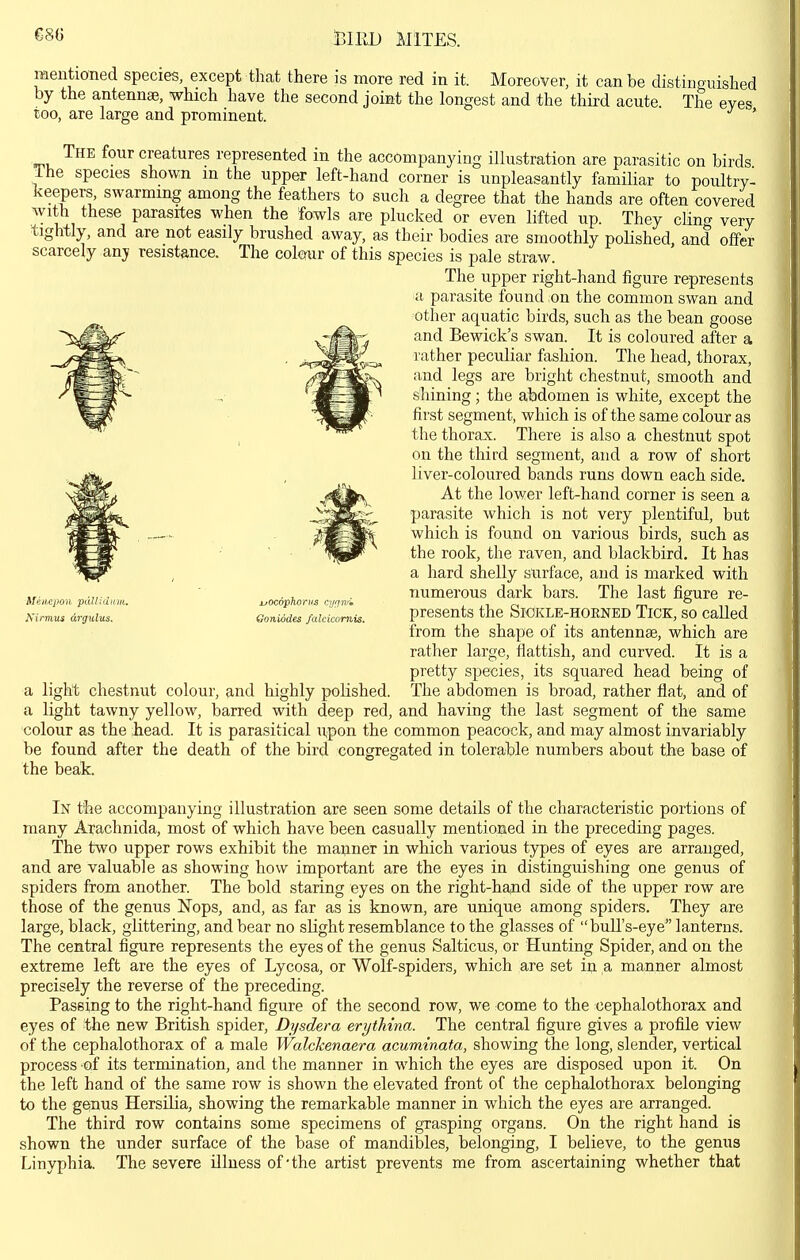 BIRD MITES. mentiotied species, except that there is more red in it. Moreover, it can be distinguished by the antennae, which have the second joint the longest and the third acute. The eyes too, are large and prominent. ' The four creatures represented in the accompanying illustration are parasitic on birds Ihe species shown in the upper left-hand corner is unpleasantly familiar to poultry- keepers swarmmg among the feathers to such a degree that the hands are often covered with these parasites when the fowls are plucked or even lifted up. They cKna very tightly, and are not easily brushed away, as their bodies are smoothly poHshed, and offer scarcely any resistance. The colour of this species is pale straw. The upper right-hand iigure represents ■a parasite found ;on the common swan and other aquatic birds, such as the bean goose and Bewick's swan. It is coloured after a lather peculiar fashion. The head, thorax, and legs are bright chestnut, smooth and shining; the abdomen is white, except the first segment, which is of the same colour as the thorax. There is also a chestnut spot on the third segment, and a row of short liver-coloured bands runs down each side. At the lower left-hand corner is seen a parasite which is not very plentiful, but which is found on various birds, such as the rook, the raven, and blackbird. It has a hard shelly surface, and is marked with numerous dark bars. The last figure re- presents the SiOKLE-HOENBD TiCK, SO called from the shape of its antennae, which are rather large, flatfish, and curved. It is a pretty species, its squared head being of a light chestnut colour, and highly polished. The abdomen is broad, rather flat, and of a light tawny yellow, barred with deep red, and having the last segment of the same colour as the ;head. It is parasitical upon the common peacock, and may almost invariably be found after the death of the bird congregated in tolerable numbers about the base of the beak. MeiKepon pdlliuKii Nirmus drgulus. uOcopJwriis ryfj'jiri Goniodes falcicomis. In the accompanying illustration are seen some details of the characteristic portions of many Arachnida, most of which have been casually mentioned in the preceding pages. The two upper rows exhibit the manner in which various types of eyes are arranged, and are valuable as showing how important are the eyes in distinguishing one genus of spiders from another. The bold staring eyes on the right-hapd side of the upper row are those of the genus Nops, and, as far as is known, are unique among spiders. They are large, black, glittering, and bear no slight resemblance to the glasses of bull's-eye^' lanterns. The central figure represents the eyes of the genus Salticus, or Hunting Spider, and on the extreme left are the eyes of Lycosa, or Wolf-spiders, which are set iij a manner almost precisely the reverse of the preceding. Passing to the right-hand figure of the second row, we come to the cephalothorax and eyes of the new British spider, Dysdera erythina. The central figure gives a profile view of the cephalothorax of a male Walckenaera acuminata, showing the long, slender, vertical process of its termination, and the manner in which the eyes are disposed upon it. On the left hand of the same row is shown the elevated front of the cephalothorax belonging to the genus Hersilia, showing the remarkable manner in which the eyes are arranged. The third row contains some specimens of grasping organs. On the right hand is shown the under surface of the base of mandibles, belonging, I believe, to the genus Linyphia. The severe illness of-the artist prevents me from ascertaining whether that