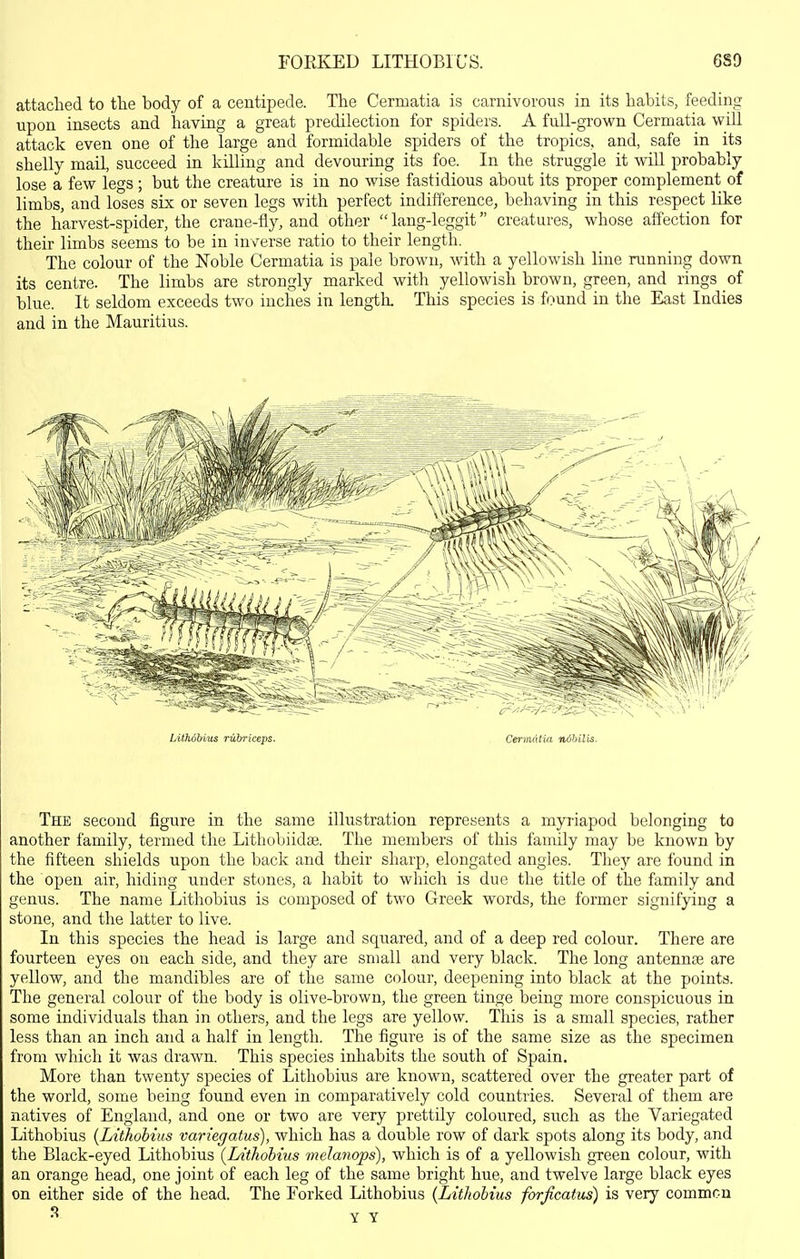 rOEKED LITHOBIUS. 6S9 attached to the body of a centipede. The Cermatia is carnivorous in its habits, feeding upon insects and having a great predilection for spiders. A fuU-grown Cermatia will attack even one of the large and formidable spiders of the tropics, and, safe in its shelly mail, succeed in killing and devouring its foe. In the struggle it wiU probably lose a few legs ; but the creature is in no wise fastidious about its proper complement of limbs, and loses six or seven legs with perfect indifference, behaving in this respect like the harvest-spider, the crane-fly, and other  lang-leggit creatures, whose affection for their limbs seems to be in inverse ratio to their length. The colour of the Noble Cermatia is pale brown, with a yellowish Ime running down its centre. The limbs are strongly marked with yellowish brown, green, and rings of blue. It seldom exceeds two inches in length. This species is found in the East Indies and in the Mauritius. The second figure in the same illustration represents a myriapod belonging to another family, termed the Lithobiidae. The members of this family may be known by the fifteen shields upon the back and their sharp, elongated angles. They are found in the open air, hiding under stones, a habit to which is due the title of the family and genus. The name Lithobius is composed of two Greek words, the former signifying a stone, and the latter to live. In this species the head is large and squared, and of a deep red colour. There are fourteen eyes on each side, and they are small and very black. The long antennas are yellow, and the mandibles are of the same colour, deepening into black at the points. The general colour of the body is olive-brown, the green tinge being more conspicuous in some individuals than in others, and the legs are yellow. This is a small species, rather less than an inch and a half in length. The figure is of the same size as the specimen from which it was drawn. This species inhabits the south of Spain, More than twenty species of Lithobius are known, scattered over the greater part of the world, some being found even in comparatively cold countries. Several of them are natives of England, and one or two are very prettily coloured, such as the Variegated Lithobius {Lithobius variegatus), which has a double row of dark spots along its body, and the Black-eyed Lithobius {Lithobius melayiops), which is of a yellowish green colour, with an orange head, one joint of each leg of the same bright hue, and twelve large black eyes on either side of the head. The Forked Lithobius (Lithobius forjicatus) is very common Y Y