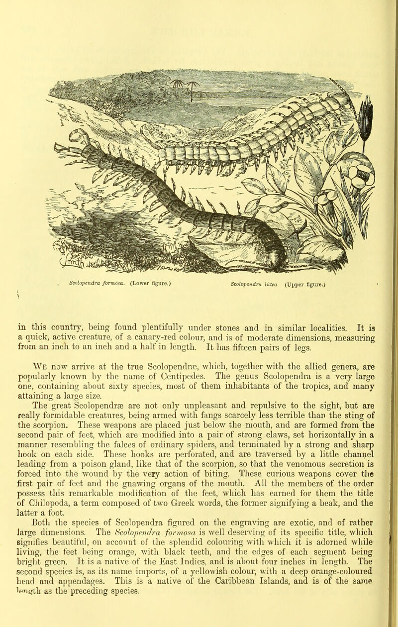 Scnliypendra formdsa. (Lower figure.) Scolopendru lutea. (Upper figure.) in this country, being found plentifully under stones and in similar localities. It ia a quick, active creature, of a canary-red colour, and is of moderate dimensions, measuring from an inch to an inch and a haK in length. It has fifteen pairs of legs. We now arrive at the true Scolopendrje, which, together with the allied genera, are popularly known by the name of Centipedes. The genus Scolopendra is a very large one, containing about sixty species, most of them inhabitants of the tropics, and many attaining a large size. The great Scolopendrse are not only unpleasant and repulsive to the sight, but are really formidable creatures, being armed with fangs scarcely less tenible than the sting of the scorpion. These weapons are placed just below the mouth, and are formed from the second pair of feet, which are modified into a pair of strong claws, set horizontally in a manner resembling the falces of ordinary spiders, and terminated by a strong and sharp hook on each side. These hooks are perforated, and are traversed by a little channel leading from a poison gland, like that of the scorpion, so that the venomous secretion is forced into the wound by the very action of biting. These curious weapons cover the first pair of feet and the gnawing organs of the mouth. All the members of the order possess this remai'kable modification of the feet, which has earned for them the title of Chilopoda, a term composed of two Greek words, the former signifying a beak, and the latter a foot. Both the species of Scolopendra figured on the engraving are exotic, and of rather large dimensions. The •Scolo/mi/ira formofta is well deserving of its specific title, which signifies beautiful, on account of the splendid colouring with which it is adorned while living, tlie feet being orange, with black teeth, and the edges of each segment being bright green. It is a native of the East Indies, and is about four inches in length. The second species is, as its name imports, of a yellowish colour, with a deep orange-coloured head and appendages. This is a native of the Caribbean Islands, and is of the same if'.ncrth as the preceding species.