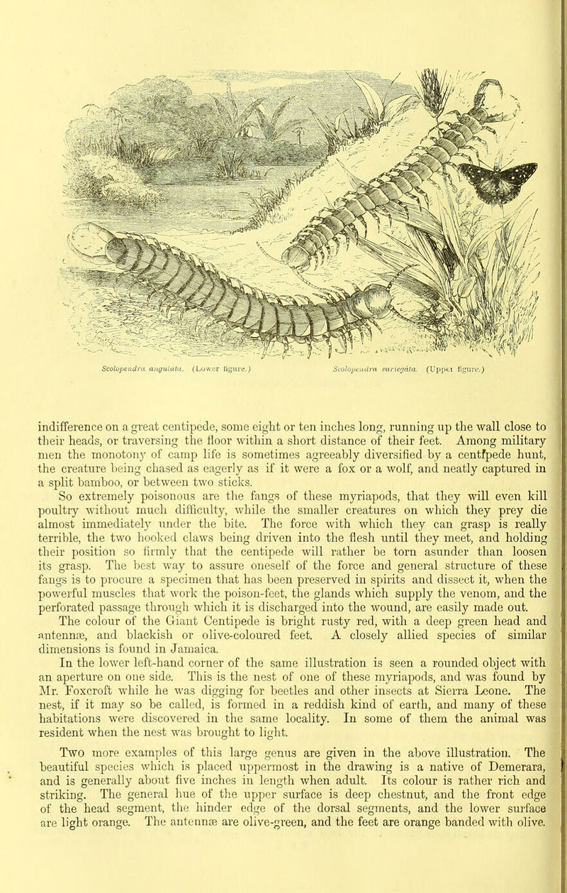 Scolojiendra auguldtu. (Lower ligure.) ScolopeiiUra mrierjata. (Uppei ligiuv.) indifference on a great centipede, some eight or ten inclies long, running up the wall close to their heads, or traversing the floor within a short distance of their feet. Among military men the monotony of camp life is sometimes agreeably diversified by a centfpede hunt, the creature being chased as eagerly as if it were a fox or a wolf, and neatly captured in a split bamboo, or between two sticks. So extremely poisonous are the fangs of these myriapods, that they will even kill poultry without much difficulty, wliile the smaller creatures on which they prey die almost immediately under the bite. The force with which they can grasp is really terrible, the two hooked claws being driven into the flesh until they meet, and holding their position so firmly that the centipede will rather be torn asunder than loosen its grasp. The best way to assure oneself of the force and general structure of these fangs is to procure a specimen that has been preserved in spirits and dissect it, when the powerful muscles that work the poison-feet, the glands which supply the venom, and the perforated passage through which it is discharged into the wound, are easily made out. The colour of the Giant Centipede is bright rusty red, with a deep green head and antennte, and blackish or olive-coloured feet. A closely allied species of similar dimensions is found in Jamaica. In the lower left-hand corner of the same illustration is seen a rounded object with an aperture on one side. This is the nest of one of these myriapods, and was found by Mr. Foxcroft while he was digging for beetles and other insects at Sierra Leone. The nest, if it may so be called, is formed in a reddish kind of earth, and many of these habitations were discovered in the same locality. In some of them the animal was resident when the nest was brought to light. Two more examples of this large genus are given in the above illustration. The beautiful species which is placed uppermost in the drawing is a native of Demerara, and is generally about five inches in length when adult. Its colour is rather rich and striking. The general hue of the upper surface is deep chestnut, and the front edge of the head segment, the hinder edge of the dorsal segments, and the lower surface are light orange. The antenuEe are olive-green, and the feet are orange banded with olive.