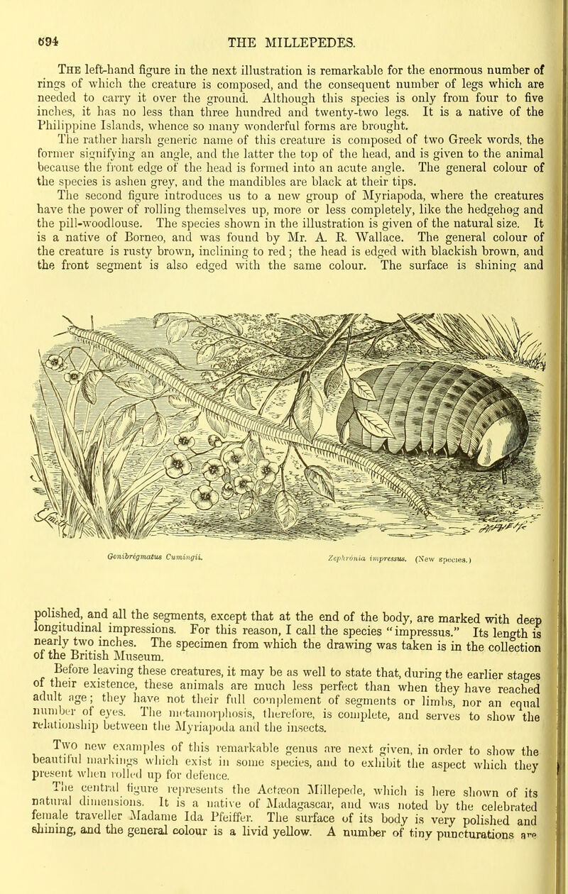 b'94 THE MILLEPEDES. The left-hand figure in the next illustration is remarkable for the enormous number of rings of which the creature is composed, and the consequent number of legs which are needed to carry it over the ground. Although this species is only from four to five inches, it has no less than three hundred and twenty-two legs. It is a native of the Philippine Islands, whence so many wonderful forms are brought. The rather harsh generic name of this creature is composed of two Greek words, the former signifying an angle, and the latter the top of the head, and is given to the animal because the fi-ont edge of the head is formed into an acute angle. The general colour of the species is ashen grey, and the mandibles are black at their tips. The second figure introduces us to a new group of Myriapoda, where the creatures have the power of rolling themselves up, more or less completely, like the hedgehog and the pill-woodlouse. The species shown in the illustration is given of the natural size. It is a native of Borneo, and was found by Mr. A. E. Wallace. The general colour of the creature is rusty brown, inclining to red; the head is edged with blackish brown, and the front segment is also edged with the same colour. The surface is shining and Gonibrigrmtue Cumingii. /.e-phronia wipnssm. (New speciea.) polished, and all the segments, except that at the end of the body, are marked with deep longitudmal impressions. For this reason, I call the species  impressus. Its length is nearly two inches. The specimen from which the drawing was taken is in the collection 01 the British Museum. Before leaving these creatures, it may be as well to state that, during the earlier stages of their existence, these animals are much less perfect than when they have reached adult age; they have not their full complement of segments or limbs, nor an equal number of eyes. The metamorphosis, therefore, is complete, and serves to show the rehitionship between tiie Myriapoda antl the insects. Two new examples of this remarkable genus are next given, in order to show the beautiful markings which exist in some species, and to exhibit the aspect which they present when lolh^d up for defence. Tlie central tigure represents the Actreon ^Millepede, which is liere shown of its natural dimensions. It is a native of Madagascar, and was noted by the celebrated female traveller .Madame Ida Pfeiffer. The surface of its body is very polished and shming, and the general colour is a livid yellow. A number of tiny puncturations ar.^