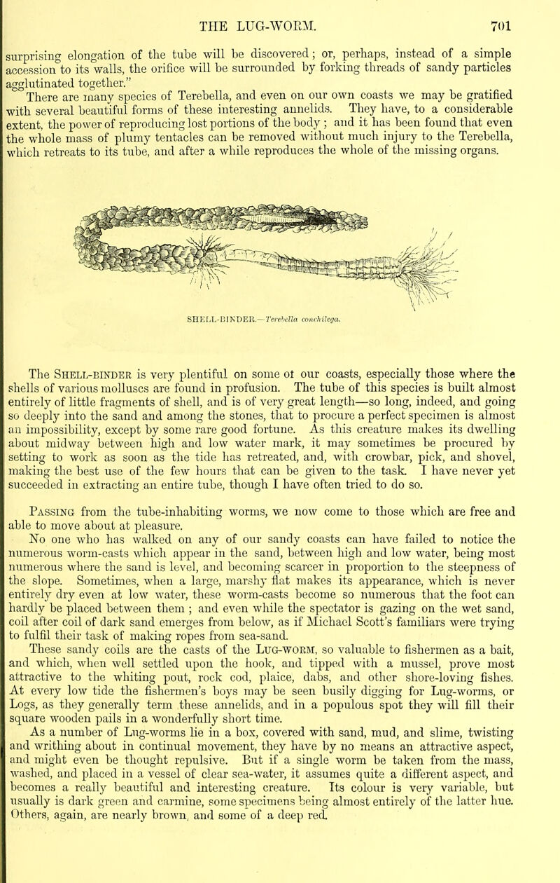 siirprising elongation of the tube will be discovered; or, perhaps, instead of a simple accession to its walls, the orifice will be surrounded by forking threads of sandy particles agglutinated together. There are many species of Terebella, and even on our own coasts we may be gratified with several beautiful forms of these interesting annelids. They have, to a considerable extent, the power of reproducing lost portions of the body ; and it has been found that even the whole mass of plumy tentacles can be removed witliout much injury to the Terebella, which retreats to its tube, and after a while reproduces the whole of the missing organs. SHELL-DINDER.—'rerefci'^Ja coiirhilega. The Shell-binder is very plentiful on some ot our coasts, especially those where the shells of various molluscs are found in profusion. The tube of this species is built almost entirely of little fragments of shell, and is of very great length—so long, indeed, and going so deeply into the sand and among the stones, that to procure a perfect specimen is almost an impossibility, except by some rare good fortune. As this creature makes its dwelling about midway between high and low water mark, it may sometimes be procured by setting to work as soon as the tide has retreated, and, with crowbar, pick, and shovel, making the best use of the few hours that can be given to the task. I have never yet succeeded in extracting an entire tube, though I have often tried to do so. Passing from the tube-inhabiting worms, we now come to those which are free and able to move about at pleasure. No one who has walked on any of our sandy coasts can have failed to notice the numerous worm-casts which appear in the sand, between high and low water, being most numerous where the sand is level, and becoming scarcer in proportion to the steepness of the slope. Sometimes, when a large, marshy flat makes its appearance, which is never entirely dry even at low water, these worm-casts become so numerous that the foot can hardly be placed between them ; and even while the spectator is gazing on the wet sand, coil after coil of dark sand emerges from below, as if Michael Scott's familiars were trying to fulfil their task of making ropes from sea-sand. These sandy coils are the casts of the Lug-worm, so valuable to fishermen as a bait, and which, when well settled upon the hook, and tipped with a mussel, prove most attractive to the whiting pout, rock cod, plaice, dabs, and other shore-loving fishes. At every low tide the fishermen's boys may be seen busily digging for Lug-worms, or Logs, as they generally term these annelids, and in a populous spot they will fill their square wooden pails in a wonderfully short time. As a number of Lug-worms lie in a box, covered with sand, mud, and slime, twisting and writhing about in continual movement, they have by no means an attractive aspect, and might even be thought repulsive. But if a single worm be taken from the mass, washed, and placed in a vessel of clear sea-water, it assumes quite a different aspect, and becomes a really beautiful and interesting creature. Its colour is very variable, but usually is dark green and carmine, some specimens being almost entirely of the latter hue. Others, again, are nearly brown, and some of a deep red.