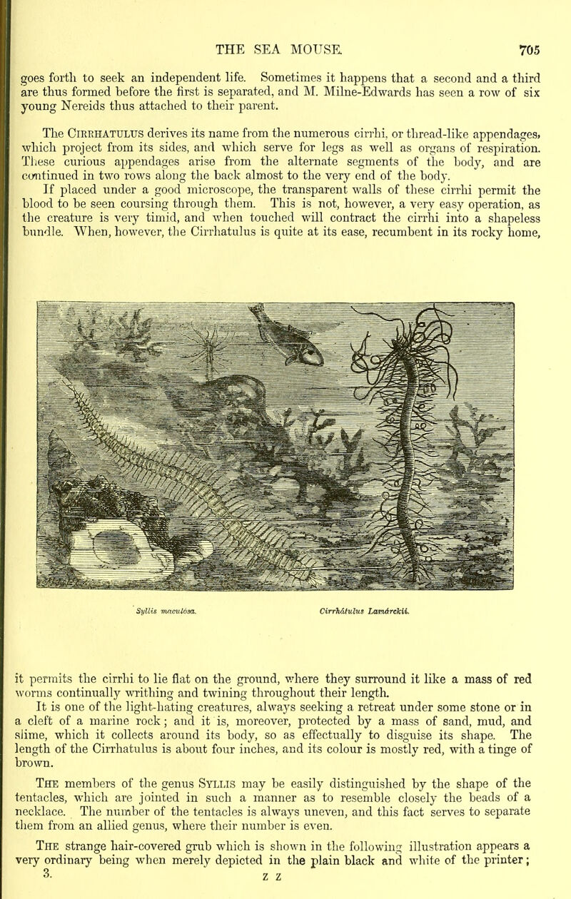 goes forth to seek an independent life. Sometimes it happens that a second and a third are thus formed before the first is separated, and M. Milne-Edwards has seen a row of six young Nereids thus attached to their parent. The CiRRHATULUS derives its name from the numerous cirrhi, or tliread-Iike appendages, which project from its sides, and which serve for legs as well as organs of respiration. Tliese curious appendages arise from the alternate segments of the body, and are continued in two rows along the back almost to the very end of the body. If placed under a good microscope, the transparent walls of these cirrhi permit the blood to be seen coursing through them. This is not, however, a very easy operation, as the creature is very timid, and when touched will contract the cirrhi into a shapeless bundle. When, however, the Cirrhatulus is quite at its ease, recumbent in its rocky home. it permits the cirrhi to lie flat on the ground, v.diere they surround it like a mass of red worms continually writhing and twining throughout their length. It is one of the light-hating creatures, always seeking a retreat under some stone or in a cleft of a marine rock; and it is, moreover, protected by a mass of sand, mud, and siime, which it collects around its body, so as effectually to disguise its shape. The length of the Cirrhatulus is aboiit four inches, aud its colour is mostly red, with a tinge of brown. The members of the genus Sylijs may be easily distinguished by the shape of the tentacles, which are jointed in such a manner as to resemble closely the beads of a necldace. The number of the tentacles is always uneven, and this fact serves to separate tliem from an allied genus, where their number is even. The strange hair-covered grub which is shown in the following illustration appears a very ordinary being when merely depicted in the plain black and white of the printer; 3- z z