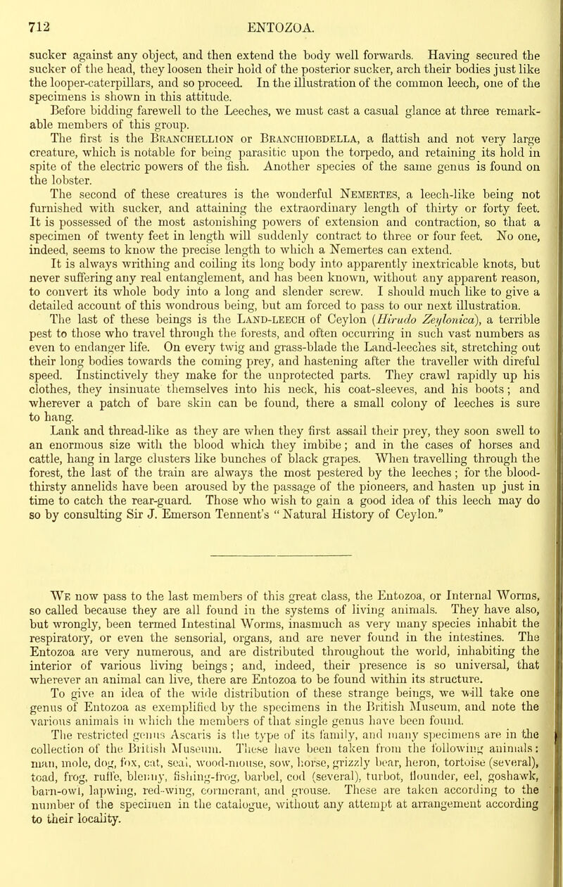 sucker against any object, and then extend the body well forwards. Having secured the sucker of the head, they loosen their hold of the posterior sucker, arch their bodies just like the looper-caterpillars, and so proceed. In the illustration of the common leech, one of the specimens is shown in this attitude. Before bidding farewell to the Leeches, we must cast a casual glance at three remark- able members of this group. The first is the Branchellion or Beanchiobdella, a flattish and not very large creature, which is notable for being parasitic upon the torpedo, and retaining its hold in spite of the electric powers of the fish. Another species of the same genus is found on the lobster. The second of these creatures is the wonderful Nemertes, a leech-like being not furnished with sucker, and attaining the extraordinary length of thirty or forty feet. It is possessed of the most astonishing powers of extension and contraction, so that a specimen of twenty feet in length will suddenly contract to three or four feet. No one, indeed, seems to know the precise length to which a Nemertes can extend. It is always writhing and coiling its long body into apparently inextricable knots, but never suffering any real entanglement, and has been known, without any apparent reason, to convert its whole body into a long and slender screw. I should much like to give a detailed account of this wondrous being, but am forced to pass to our next illustration. The last of these beings is the Land-leech of Ceylon [Hirudo Zeylonica), a terrible pest to those who travel through the forests, and often occurring in such vast numbers as even to endanger Hfe. On every twig and grass-blade the Land-leeches sit, stretching out their long bodies towards the coming prey, and hastening after the traveller with direful speed. Instinctively they make for the unprotected parts. They crawl rapidly up his clothes, they insinuate themselves into his neck, his coat-sleeves, and his boots; and wherever a patch of bare skin can be found, there a small colony of leeches is sure to hang. Lank and thread-like as they are when they first assail their prey, they soon swell to an enormous size with the blood which they imbibe; and in the cases of horses and cattle, hang in large clusters like bunches of black grapes. When travelling through the forest, the last of the train are always the most pestered by the leeches; for the blood- thirsty annelids have been aroused by the passage of the pioneers, and hasten up just in time to catch the rear-guard. Those who wish to gain a good idea of this leech may do so by consulting Sir J. Emerson Tennent's  Natural History of Ceylon. We now pass to the last members of this great class, the Entozoa, or Internal Worms, so called because they are all found in the systems of living animals. They have also, but wrongly, been termed Intestinal Worms, inasmuch as very many species inhabit the respiratory, or even the sensorial, organs, and are never found in the intestines. The Entozoa are very numerous, and are distributed throughout the world, inhabiting the interior of various living beings; and, indeed, their presence is so universal, that wherever an animal can live, there are Entozoa to be found within its structure. To give an idea of the wide distribution of these strange beings, we w-ill take one genus of Entozoa as exemplified by the specimens in the British Museum, and note the various animals in which the members of that single genus have been found. Tlie restricted genus Ascaris is the type of its family, and many specimens are in tiie collection of the British Museum. These have been taken from the following animals: man, mole, dog, fox, cat, seal, wood-mouse, sow, liorse, grizzly bear, heron, tortoise (several), toad, frog, ruife, bleiaiy, fisliing-fi-og, barbel, cod (several), tuibot, ficjuuder, eel, goshawk, barn-owl, lapwing, red-wing, cormorant, and grouse. These are taken according to the number of the specimen in the catalogue, without any attempt at arrangement according to their locality.