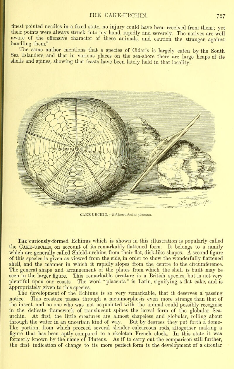 IHE CAKE-UIiCHIK finest pointed needles in a fixed state, no injury could have been received from them; yet their points were always struck into my hand, rapidly and severely. The natives are well aware of the offensive character of these animals, and caution the stranger against handlinsT them. o The same author mentions that a species of Cidaris is largely eaten by the South Sea Islanders, and that in various places on the sea-shore there are large heaps of its shells and spines, showing that feasts have been lately held in that locality. CAKE-UIICHIN.—£c/iiiiardc/iiii'!(s placeMot. The curiously-formed Echinus which is shown in this illustration is popularly called the Cake-urchin, on account of its remarkably flattened form. It belongs to a ramily which are generally called Shield-urchins, from their flat, disk-like shapes. A second figure of this species is given as viewed from the side, in order to show the wonderfully flattened shell, and the manner in which it rapidly slopes from the centre to the circumference. The general shape and arrangement of the plates from which the shell is built may be seen in the larger figure. This remarkable creature is a British species, but is not very plentiful upon our coasts. The word  placenta  is Latin, signifying a flat cake, and is appropriately given to this species. The development of the Echinus is so very remarkable, that it deserves a passing notice. This creature passes through a metamorphosis even more strange than that of the insect, and no one who was not acquainted with the animal could possibly recognise in the delicate framework of translucent spines the larval form of the globular Sea- urchin. At first, the little creatures are almost shapeless and globular, rolling about through the water in an uncertain kind of way. But by degrees they put forth a dome- like portion, from which proceed several slender calcareous rods, altogether making a figure that has been aptly compared to a skeleton French clock. In this state it was formerly known by the name of Pluteus. As if to carry out the comparison still further, the first indication of change to its more perfect form is the development of a circular