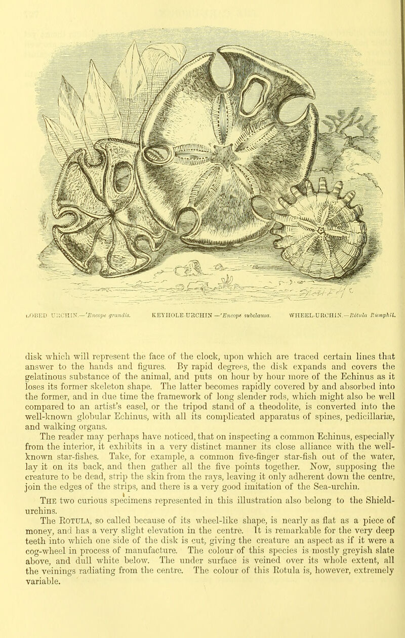 i,OBKD V.lCHl'S.—'Encope grandis. KEYHOLE-UHCHIN —'Emcope SMftctefsa. WHEEL-URCHIN.—fitSJuJa EiimphU. disk which will represent the face of the clock, upon which are traced certain lines that answer to the hands and figures. By rapid degrees, the disk expands and covers the gelatinous substance of the animal, and puts on hour by hour more of the Echinus as it loses its former skeleton shape. The latter becomes rapidly covered by and absorbed into the former, and in due time the framework of long slender rods, which might also be well compared to an artist's easel, or the tripod stand of a theodolite, is converted into the well-known globular Echinus, with all its complicated apparatus of spines, pedicillariae, and walking organs. The reader may perhaps have noticed, that on inspecting a common Echinus, especially from the interior, it exhibits in a very distinct manner its close alliance with the well- known star-fishes. Take, for example, a common five-finger star-fish out of the water, lay it on its back, and then gather all the five points together. Now, supposing the creature to be dead, strip the skin from the rays, leaving it only adherent down the centre, join the edges of the strips, and there is a very good imitation of the Sea-urchin. The two curious specimens represented in this illustration also belong to the Shield- urchins. The EoTULA, so called because of its wheel-like shape, is nearly as flat as a piece of money, and has a very slight elevation in the centre. It is remarkable for the very deep teeth into which one side of the disk is cut, giving the creature an aspect as if it were a cog-wheel in process of manufacture. The colour of this species is mostly greyish slate above, and dull white below. The under surface is veined over its whole extent, all the veinings radiating from the centre. The colour of this Rotula is, however, extremely variable.