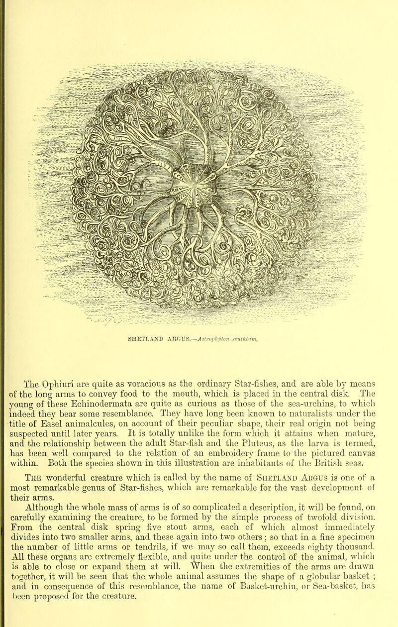 SHETLAND AnOVS.—Astnphytcirt srut&lim. The Ophiuri are quite as voracious as the ordinary Star-fislies, and are able by means of the long arms to convey food to the mouth, which is placed in the central disk. The young of these Echinodermata are quite as curious as those of the sea-urchins, to which indeed they bear some resemblance. They have long been known to naturalists under the title of Easel animalcules, on account of their peculiar shape, their real origin not being suspected until later years. It is totally unlike the form which it attains when mature, and the relationship between the adult Star-fish and the Pluteus, as the larva is termed, has been well compared to the relation of an embroidery frame to the pictured canvas within. Both the species shown in this illustration are inhabitants of the British seas. The wonderful creature which is called by the name of Shetland Argus is one of a most remarkable genus of Star-fishes, which are remarkable for the vast development of their arms. Although the whole mass of arms is of so complicated a description, it will be found, on carefully examining the creature, to be formed by the simple process of twofold division. From the central disk spring five stout arms, each of which almost immediately divides into two smaller arms, and these again into two others; so that in a fine specimen the number of little arms or tendrils, if we may so call them, exceeds eighty thousand. All these organs arc extremely flexible, and quite under the control of the animal, which is able to close or expand them at will. When the extremities of the arms are drawn t(>:jether, it will be seen that the whole animal assumes the shape of a globular basket ; and in consequence of this resemblance, the name of Basket-urchin, or Sea-basket, has l)e(;n proposed for the creature.