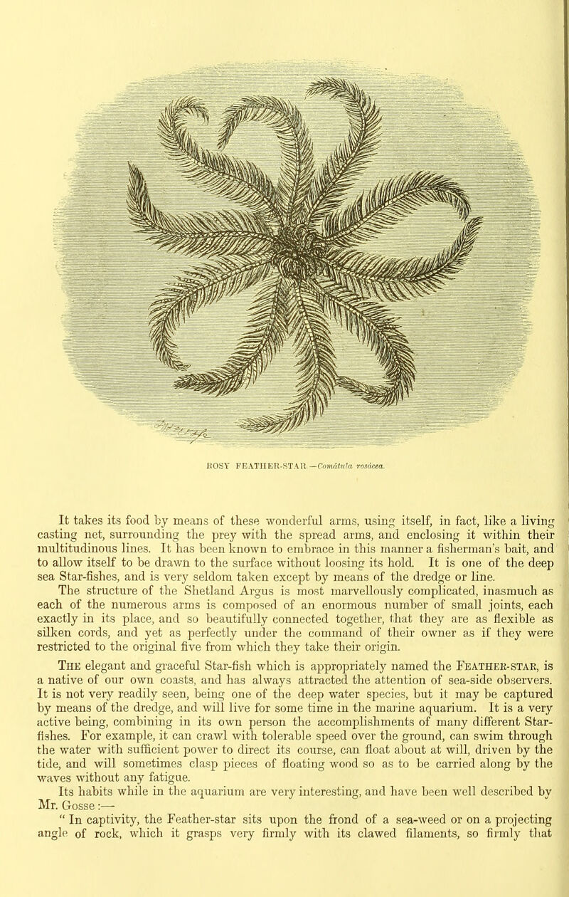 KOSY FEATHER-STAR.—ComadJa rosacea. It takes its food by means of these wonderful arms, using itself, in fact, like a living casting net, surrounding the prey with the spread arms, and enclosing it within their multitudinous lines. It has been known to embrace in this manner a fisherman's bait, and to allow itself to be drawn to the surface without loosing its hold. It is one of the deep sea Star-fishes, and is very seldom taken except by means of the dredge or line. The structure of the Shetland Argus is most marvellously complicated, inasmuch as each of the numerous arms is composed of an enormous number of small joints, each exactly in its place, and so beautifully connected together, that they are as flexible as silken cords, and yet as perfectly under the command of their owner as if they were restricted to the original five from which they take their origin. The elegant and graceful Star-fish which is appropriately named the Feathee-star, is a native of our own coasts, and has always attracted the attention of sea-side observers. It is not very readily seen, being one of the deep water species, but it may be captured by means of the dredge, and will live for some time in the marine aquarium. It is a very active being, combining in its own person the accomplishments of many different Star- fishes. For example, it can crawl with tolerable speed over the ground, can swim through the water with sufficient power to direct its course, can float about at will, driven by the tide, and will sometimes clasp pieces of floating wood so as to be carried along by the waves without any fatigue. Its habits while in the aquarium are very interesting, and have been well described by Mr. Gosse:—  In captivity, the Feather-star sits upon the frond of a sea-weed or on a projecting angle of rock, which it grasps very firmly with its clawed filaments, so firmly tliat