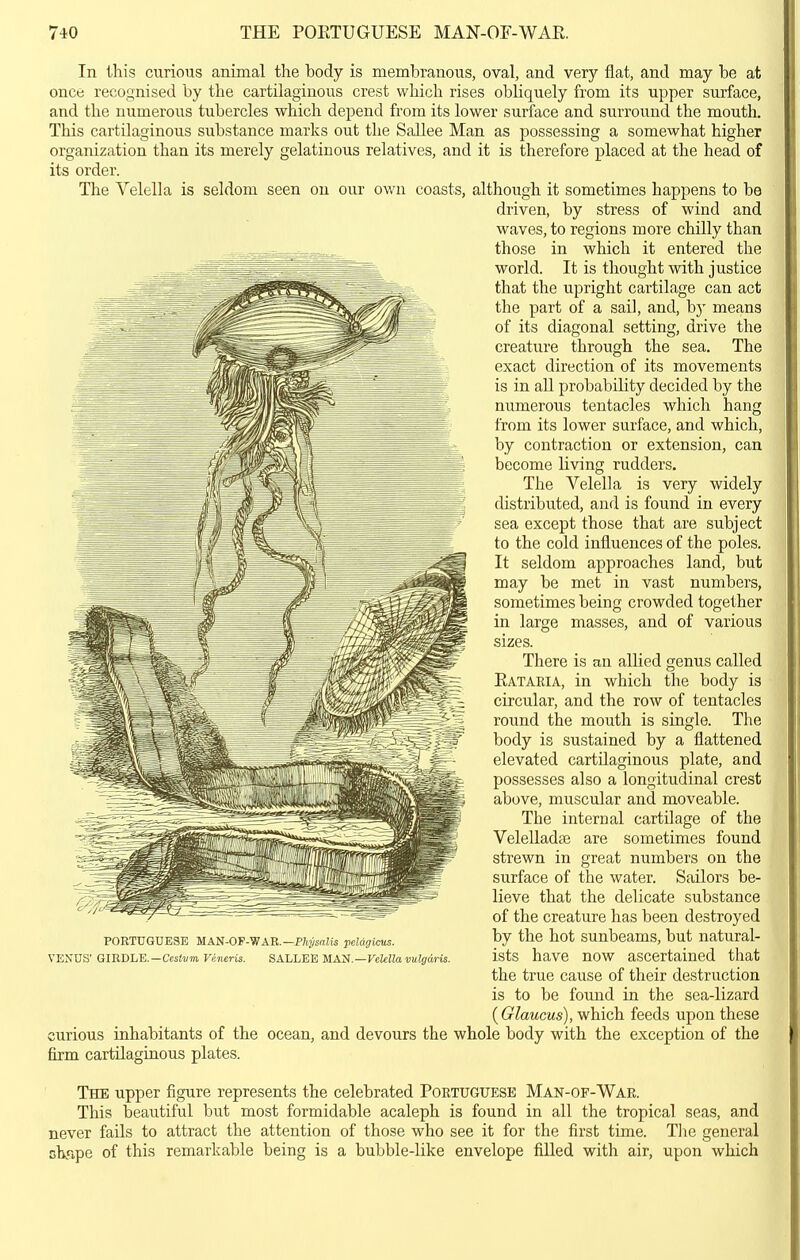 7*0 THE POETUGUESE MAN-OF-WAR. In this curious animal the body is membranous, oval, and very flat, and may be at once recognised by the cartilaginous crest which rises obliquely from its upper surface, and the uumeroiis tubercles which depend from its lower surface and smTound the mouth. This cartilaginous substance marks out the SaUee Man as possessing a somewhat higher organization than its merely gelatinous relatives, and it is therefore placed at the head of its order. The Velella is seldom seen on our own coasts, although it sometimes happens to be driven, by stress of wind and waves, to regions more chilly than ,^=^._ those in which it entered the world. It is thought with justice that the upright cartilage can act the part of a sail, and, b)' means of its diagonal setting, drive the creature through the sea. The exact direction of its movements is in all probability decided by the numerous tentacles which hang from its lower surface, and which, by contraction or extension, can become living rudders. The Velella is very widely distributed, and is found in every sea except those that are subject to the cold influences of the poles. It seldom approaches land, but may be met in vast numbers, sometimes being crowded together in large masses, and of various sizes. There is an allied genus called Eataria, in which the body is circular, and the row of tentacles round the mouth is single. The body is sustained by a flattened elevated cartilaginous plate, and possesses also a longitudinal crest above, muscular and moveable. The internal cartilage of the Velellada3 are sometimes found strewn in great numbers on the surface of the water. Sailors be- lieve that the delicate substance of the creature has been destroyed by the hot sunbeams, but natural- ists have now ascertained that the true cause of their destruction is to be found in the sea-lizard {Glaucus), which feeds upon these curious inhabitants of the ocean, and devours the whole body with the exception of the firm cartilaginous plates. The upper figure represents the celebrated Portuguese Man-of-Wae. This beautiful but most formidable acaleph is found in all the tropical seas, and never fails to attract the attention of those who see it for the first time. The general chape of this remarkable being is a bubble-like envelope filled with air, upon which PORTUGUESE MAN-OF-WAR.—PTij/saZis peldgicus. VENUS' GIRDLE.—Ccsiwm Veneris. SALLEE MAii.—Velella vulgaris.