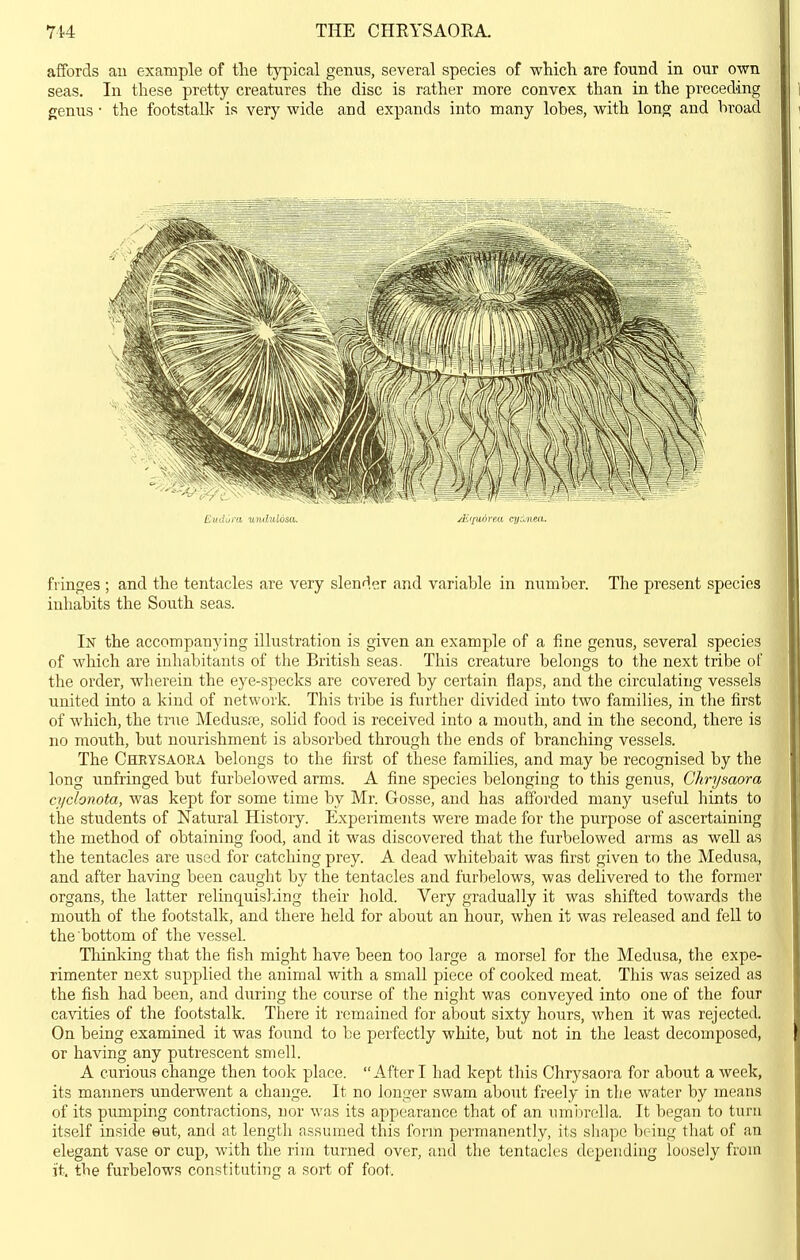 7U THE CHEYSAOEA. affords au example of the t}'3)ical genus, several species of which are found in our own seas. In these pretty creatures the disc is rather more convex than in the preceding genus • the footstalk is very wide and expands into many lobes, with long and broad EudOra uiululdsa. /EipiAreu cyo^ned. fringes ; and the tentacles are very slender and variable in number. The present species inhabits the South seas. In the accompanying illustration is given an example of a fine genus, several species of which are inhabitants of the British seas. This creature belongs to the next tribe of the order, wherein the eye-specks are covered by certain flaps, and the circulating vessels united into a kind of network. This tribe is further divided into two families, in the first of which, the true Medusae, solid food is received into a mouth, and in the second, there is no mouth, but nourishment is absorbed through the ends of branching vessels. The Chrysaora belongs to the first of these families, and may be recognised by the long unfringed but furbelowed arms. A fine species belonging to this genus, Chrysaora ci/chnota, was kept for some time by Mr. Gosse, and has afforded many useful hints to the students of Natural History. Experiments were made for the purpose of ascertaining the method of obtaining food, and it was discovered that the furbelowed arms as well as the tentacles are used for catching prey. A dead whitebait was first given to the Medusa, and after having been caught by the tentacles and furbelows, was delivered to the former organs, the latter relinquis];ing their hold. Very gradually it was shifted towards the mouth of the footstalk, and there held for about an hour, when it was released and fell to the bottom of the vessel. Thinking that the fish might have been too large a morsel for the Medusa, the expe- rimenter next supplied the animal with a small piece of cooked meat. This was seized as the fish had been, and during the course of the night was conveyed into one of the four cavities of the footstalk. There it remained for about sixty hours, when it was rejected. On being examined it was found to be perfectly white, but not in the least decomposed, or having any putrescent smell. A curious change then took place. After I had kept this Chrysaora for about a week, its manners underwent a change. It no longer swam about freely in the water by means of its pumping contractions, nor was its appearance that of an umr)rella. It began to turn itself inside eut, and at length assumed this form permanently, its shape being that of an elegant vase or cup, with the rim turned over, and the tentacles depending loosely from it. the furbelows constituting a sort of foot.