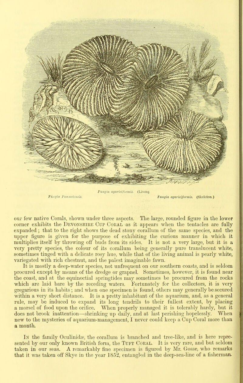 Fungia Fauitwlcnsis. Fiinijia agaricifvrmis. (Living. Fuiigia agarlcifurmis. (Skeleton.) our few native Corals, shown under tliree aspects. Hie large, rounded figure in the lower corner exhibits the Devonshire Cup Coral as it appears when the tentacles are fully expanded ; that to the right shows the dead stony corallum of the same species, and the upper figure is given for the purpose of exhiloiting the curious manner in which it multiplies itself by throwing off buds from its sides. It is not a very large, but it is a very pretty species, the colour of its corallum being generally pure translucent white, sometimes tinged with a delicate rosy hiie, while that of the living animal is pearly white, variegated with rich chestnut, and the palest imaginable fawn. It is mostly a deep-water species, not unfrequent on our southern coasts, and is seldom procured except by means of the dredge or grapnel Sometimes, however, it is found near the coast, and at the equinoctial springtides may sometimes be procured from the rocks which are laid bare by the receding waters. Tortunately for the collectors, it is very gregarious in its habits ; and when one specimen is found, others may generally be secured within a very short distance. It is a pretty inhabitant of the aquarium, and, as a general rule, may be induced to expand its long tendrils to their fullest extent, by placing a morsel of food upon the orifice. When properly managed it is tolerably hardy, but it does not brook inattention—shrinking up daily, and at last perishing hopelessly. When new to the mysteries of aquarium-management, I never could keep a Cup Coral more than a montL In the family Oculinidse, the corallum is branched and tree-like, and is here repre- sented by our only known British form, the Tuft Coral. It is very rare, and but seldom taken in our seas. A remarkably fine specimen is figured by Mr. Gosse, who remarks that it was taken off Skye in the year 1852, entangled in the deep-sea-line of a fisherman.