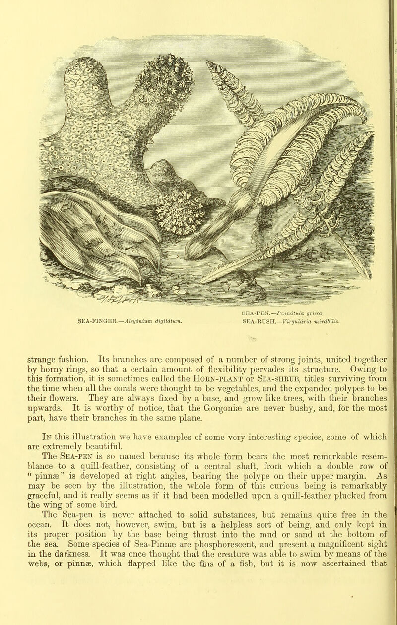 SEA-FINGER.—Alqionium digitdtum. yi']A-PJCN. —Pctindtula grisea. SEA-RUSH.—Virguldria mi/rdbilU. strange fashion. Its branches are composed of a number of strong joints, united together by horny rings, so that a certain amount of flexibility pervades its structure. Owing to this formation, it is sometimes called the Horn-plant or Sea-sheub, titles surviving from the time when all the corals were thought to be vegetables, and the expanded polypes to be their flowers. They are always fixed by a base, and grow like trees, with their branches upwards. It is worthy of notice, that the Gorgonise are never bushy, and, for the most part, have their branches in the same plane. In this illustration we have examples of some very interestihg species, sonle bf which are extremely beautiful. The Sea-pen is so named because its whole form bears the most remarkable resem- blance to a quill-feather, consisting of a central shaft, froih which a double row of pinnae is developed at right angles, bearing the polype on their upper margin. As may be seen by the illustration, the whole form of this curious being is remarkably graceful, and it really seems as if it had been modelled upon a quill-feather plucked from the wing of some bird. The Sea-pen is never attached to solid substances, but remains quite free in the ocean. It does not, however, swim, but is a helpless sort of being, and only kept in its proper position by the base being thrust into the mud or sand at the bottom of the sea. Some species of Sea-Pinnae are phosphorescent, and present a magnificent sight in the darkness. It was once thought that the creature was able to swim by means of the webs, or pinnae, which flapped like the fiiis of a fish, but it is now ascertained that