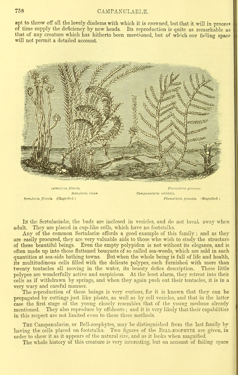 apt to throw off all the lovely diadems with which it is crowned, but that it will in process of time supply the deficiency by new heads. Its reproduction is quite as remarkable as that of any creature which has hitherto been mentioned, but of which our failing space will not permit a detailed account bisnvldria ftlict'Jo,. Plumiddria pinna!<L. Sertuldria risert. Cani.panuliria volubilis. Sertuldria flicnla. (SlagBiflcfi.) Plunmlnria pinn4ta. (Maguifieti.) In the Sertulariadas, the buds are inclosed in vesicles, and do not break away when adult. They are placed in cup-like cells, which have no footstalks. Any of the common Sertulariae affords a good example of this family ; and as they are easily procured, they are very valuable aids to those who wish to study the structure of these beautiful beings. Even the empty polypidon is not without its elegance, and is often made up into those flattened bouquets of so called sea-weeds, which are sold in such quantities at sea-side bathing towns. But when the whole being is full of life and health, its multitudinous cells filled with the delicate polypes, each furnished with more than twenty tentacles all moving in the water, its beauty defies description. These little polypes are wonderfully active and suspicious. At the least alarm, they retreat into theii cells as if withdrawn by springs, and when they again push out their tentacles, it is in a very wary and careful manner. The reproduction of these beings is very curious, for it is known that they can be propagated by cuttings just like plants, as well as by cell vesicles, and that in the latter case the first stage of tlie young closely resembles that of the young medusaj already mentioned. They also reproduce by offshoots; and it is very likely that their capabilities in this resj)ect are not limited even to these three methods. The Campanulariae, or Bell-zoophytes, may be distinguished from the last family hy liaving the cells placed on footstalks. Two figures of the Bell-zoophyte are given, in order to .show it as it appears of the natural size, and as it looks when magnified. The whole history of this creature is veiy interesting, l)ut on account of failing space