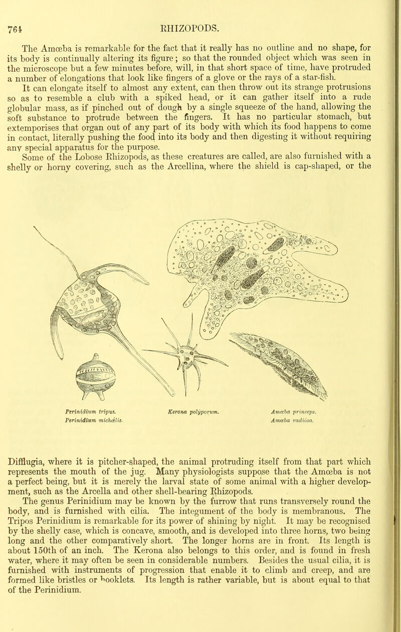 The Amceba is remarkable for the fact that it really has no outline and no shape, for its body is continually altering its figure; so that the rounded object which was seen in the microscope but a few minutes before, will, in that short space of time, have protruded a number of elongations that look like fingers of a glove or the rays of a star-fish. It can elongate itself to almost any extent, can then throw out its strange protrusions so as to resemble a club with a spiked head, or it can gather itself into a rude globular mass, as if pinched out of dough by a single squeeze of the hand, allowing the soft substance to protrude between the fingers. It has no particular stomach, but extemporises that organ out of any part of its body with which its food happens to come in contact, literally pushing the food into its body and then digesting it without requiring any special apparatus for the purpose. Some of the Lobose Ehizopods, as these creatures are called, are also furnished with a shelly or horny covering, such as the Arcellina, where the shield is cap-shaped, or the Difflugia, where it is pitcher-shaped, the animal protruding itself from that part which represents the mouth of the jug. Many physiologists suppose that the Amojba is not a perfect being, but it is merely the larval state of some anima,l with a higher develop- ment, such as the Arcella and other shell-bearing Ehizopods. The genus Perinidium may be known by the furrow that runs transversely round the body, and is furnished with cilia. The integument of the body is membranous. The Tripos Perinidium is remarkable for its power of shining by night. It may be recognised by the shelly case, which is concave, smooth, and is developed into three horns, two being long and the other comparatively short. The longer horns are in front. Its length is about 150th of an inch. The Kerona also belongs to this order, and is found in fresh water, where it may often be seen in considerable numbers. Besides the usual cilia, it is furnished with instruments of progression that enable it to climb and creep, and are formed like bristles or booklets. Its length is rather variable, but is about equal to that of the Perinidium.