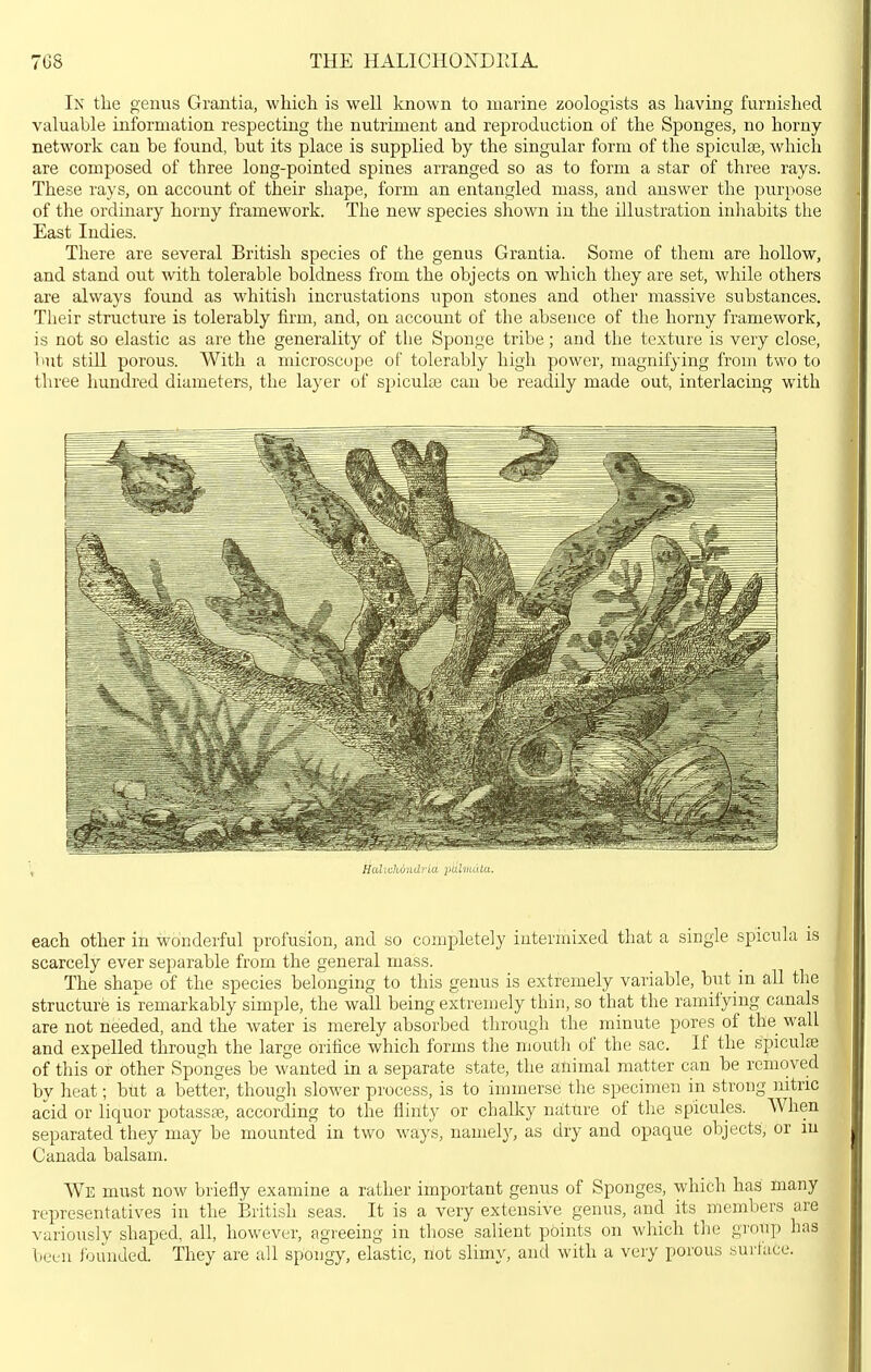 7GS THE HALICHONDrJA. In the genus Grantia, which is well known to marine zoologists as having furnished valuable information respecting the nutriment and reproduction of the Sponges, no horny- network can be found, but its place is supplied by the singular form of the spiculse, which are composed of three long-pointed spines arranged so as to form a star of three rays. These rays, on account of their shape, form an entangled mass, and answer the purpose of the ordinary horny framework. The new species shown in the illustration inliabits the East Indies. There are several British species of the genus Grantia. Some of them are hollow, and stand out with tolerable boldness from the objects on which they are set, while others are always found as whitisli incrustations upon stones and other massive substances. Their structure is tolerably firm, and, on account of the absence of the horny framework, is not so elastic as are the generality of the Sponge tribe; and the texture is very close, 1 lut stiU porous. With a microscope of tolerably high power, magnifying from two to three hundred diameters, the layer of spiculaj can be readily made out, interlacing with Hid:chund: lu iiuliiuUa. each other in wonderful profusion, and so completely intermixed that a single spicula is scarcely ever separable from the general mass. The shape of the species belonging to this genus is extremely variable, h^^t in all the structure is remarkably simple, the wall being extremely thin, so that the ramifying canals are not needed, and the water is merely absorbed through the minute pores of the wall and expelled through the large orifice which forms the mouth of the sac. If the spiculai of this or other Sponges be wanted in a separate state, the animal matter can be removed by heat; but a better, though slower process, is to immerse the specimen in strong nitric acid or liquor potass^, according to the flinty or chalky nature of the spicules. When separated they may be mounted in two ways, namely, as dry and opaque objects, or in Canada balsam. We must now briefly examine a rather important genus of Sponges, which has many representatives in the British seas. It is a very extensive genus, and its members are variously shaped, all, however, agreeing in those salient points on which the gi'oup has buLii ibunded. They are all spongy, elastic, not slimy, and with a very porous surface.