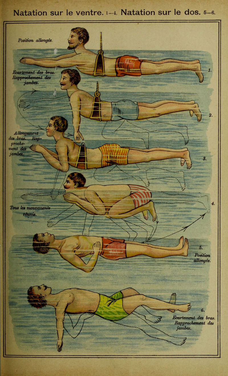 Natation sur le ventre. 1-4. Natation sur le dos. 6-6. Position allongée. Ecartement des bras Rapprochement des jambes. Allongement proche- ment des jambes. Tous les réunis 5. Position allongée.