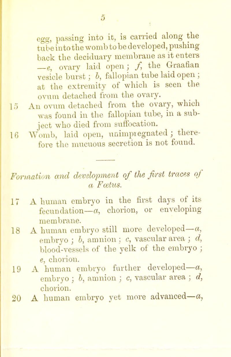 egg, passing into it, is carried along tlie tube into the womb to be developed, pushing back the deciduary membrane as it enters —e, ovary laid open; / the Graadan vesicle burst; 6, fallopian tube laid open ; at the extremity of which is seen the ovum detached from the ovary. 15 An ovum detached from the ovary, which was found in the fallopian tube, in a sub- ject who died from suffocation. 16 Womb, laid open, uaimpiegnated ; there- fore the nmcuous secretion is not found. Formation and development of the first traces of a, Foetus. 17 A human embryo in the first days of its fecundation—a, chorion, or enveloping membrane. 18 A human embryo still more developed—a, embryo ; b, amnion : c, vascular area ; d, blood-vessels of the yelk of the embryo ; e, chorion. 19 A human embryo farther developed—a, embryo ; b, amnion ; c, vascular area ; d, chorion. 20 A human embryo yet more advanced—a,