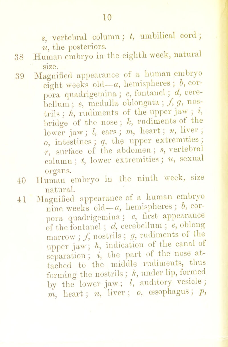 s, verfcebval column; t, umbilical cord; u, the posteriors. Human embryo in tlie eighth week, natnral size. Magnified appearance of a huuian eml)ryo eight weeks old—a, hemispheres ; b, cor- po°ra quadrigemina ; c, fontanel ; d, cere- belKim ; e, medulla oblongata ; / g, nos- trils ; h, rudiments of the np])er jaw ; i, bridge of the nose ; k, rudiments of the lowei- jaw ; I, ears ; m, heart; v, liver ; 0, iutestines ; q, the upper extremities ; r, surface of the abdomen ; s, vertebral column; t, lower extremities; u, sexual organs. Human embryo iu the ninth week, size natural. IMagniGed appearance of a human embryo nine weeks old—hemispheres; b, cor- pora quadrigemiua; c, first appearance of the fontanel; d, cerebellum ; e, oblong marrow ; J] nostrils ; g, rudiments of the upper jaw; /(, indication of the canal of separation; i, the part of the nose at- tached to the middle rudiments, thus forming the nostrils ; /*•, under lip, formed by the lower jaw; /, auditory vesicle ; 7n, heart; n, liver : o. oesophagus; ^J,