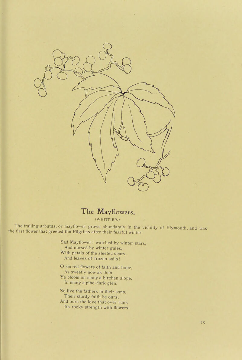 The Mayflowers, (WHITTIER.) The trailing arbutus, or mayflower, grows abundantly in the vicinity of Plymouth, and the first flower that greeted the Pilgrims after their fearful winter. Sad Mayflower ! watched by winter stars, And nursed by winter gales, With petals of the sleeted spars, And leaves of frozen sails ! O sacred flowers of faith and hope, As sweetly now as then Ye bloom on many a birchen slope, In many a pine-dark glen. So live the fathers in their sons, Their sturdy faith be ours, And ours the love that over runs Its rocky strength with flowers.